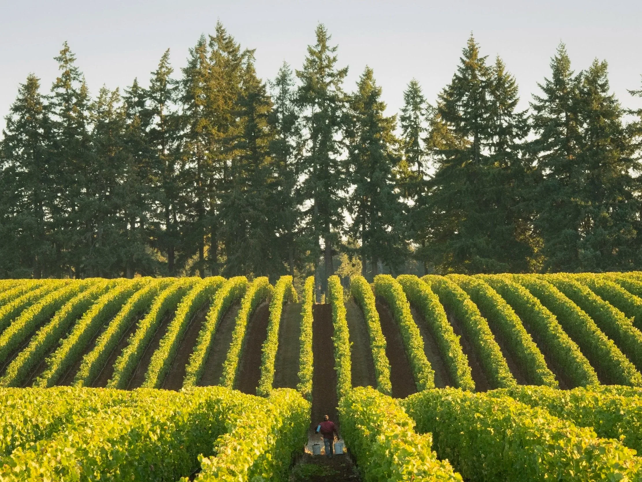 Domaine+Drouhin.jpg