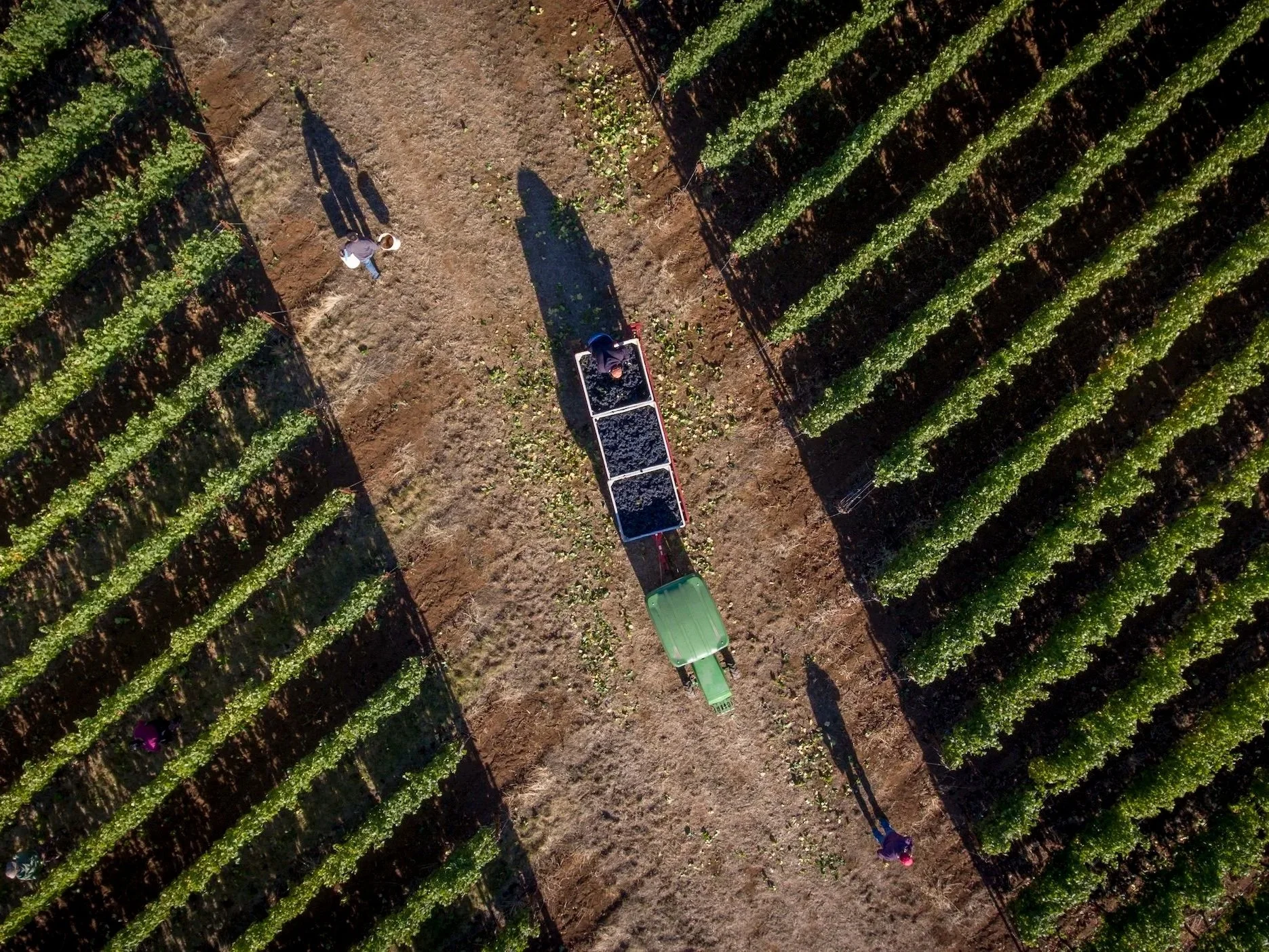 Domaine+Drouhin2.jpg