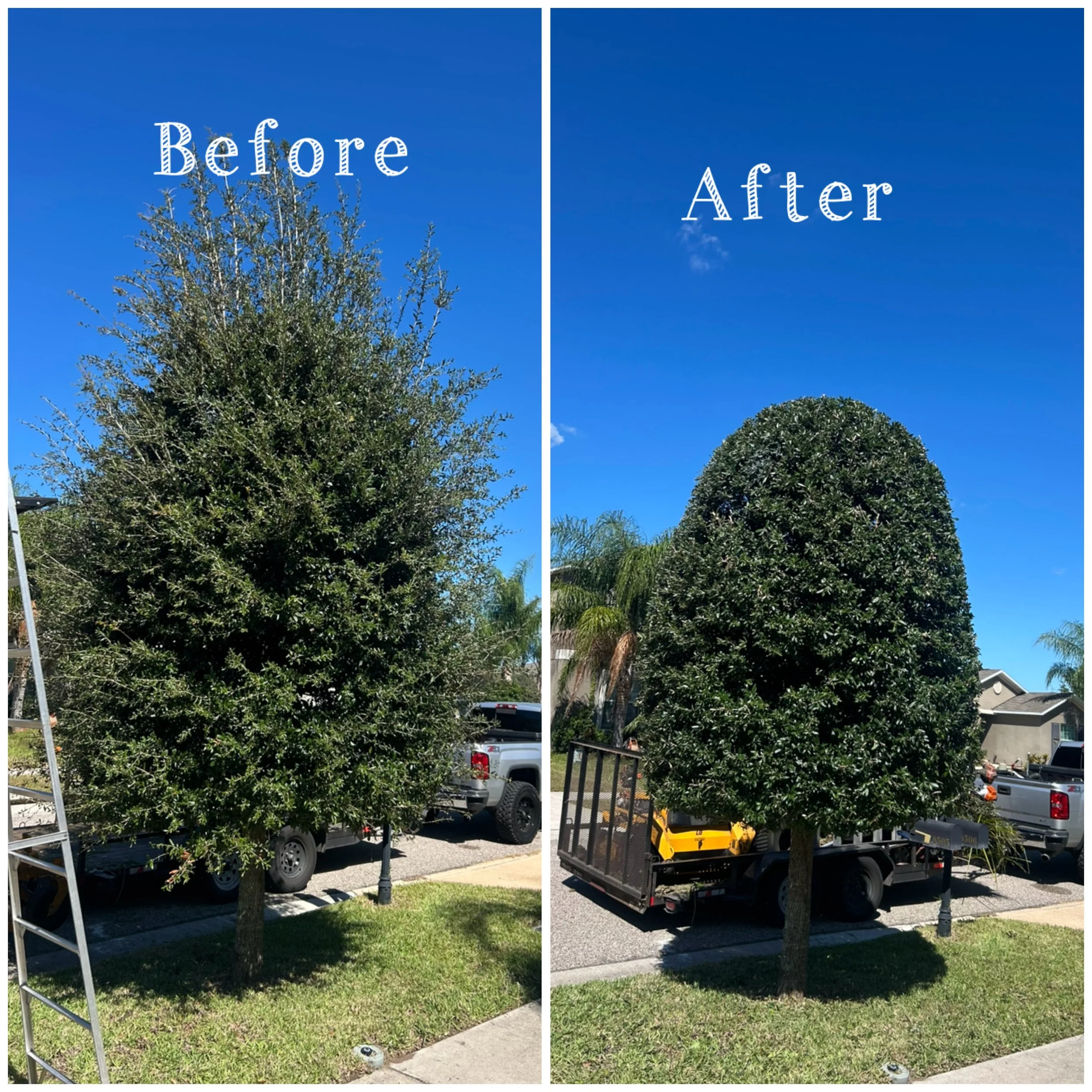BUSHES TRIMMING TREES TRIMIMING