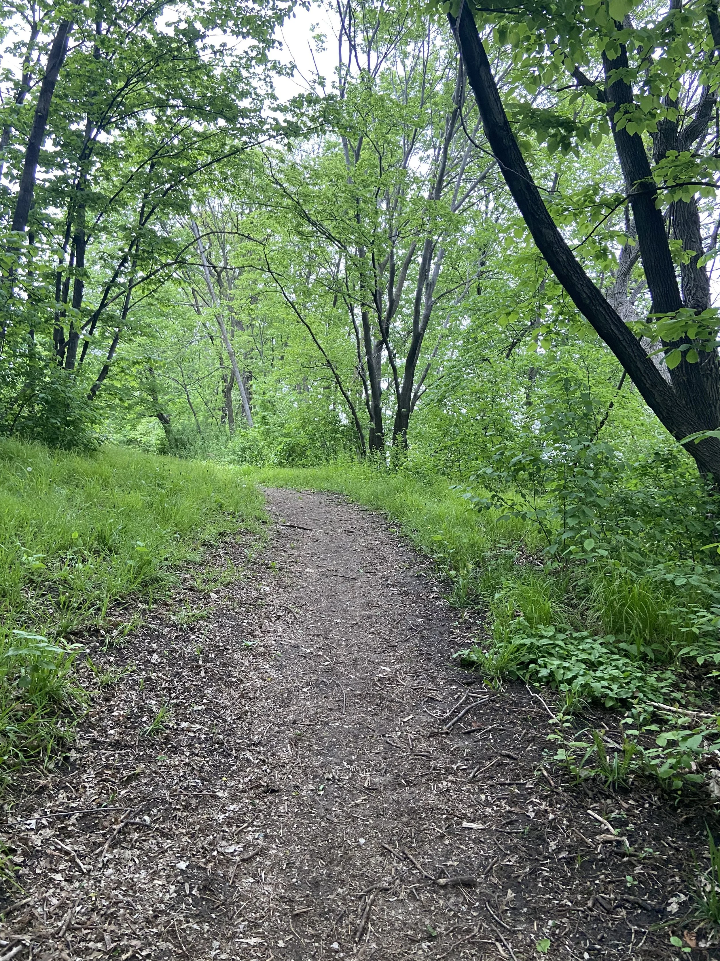 Dirt trail winding through a lush green forest with tall trees and thick foliage.
