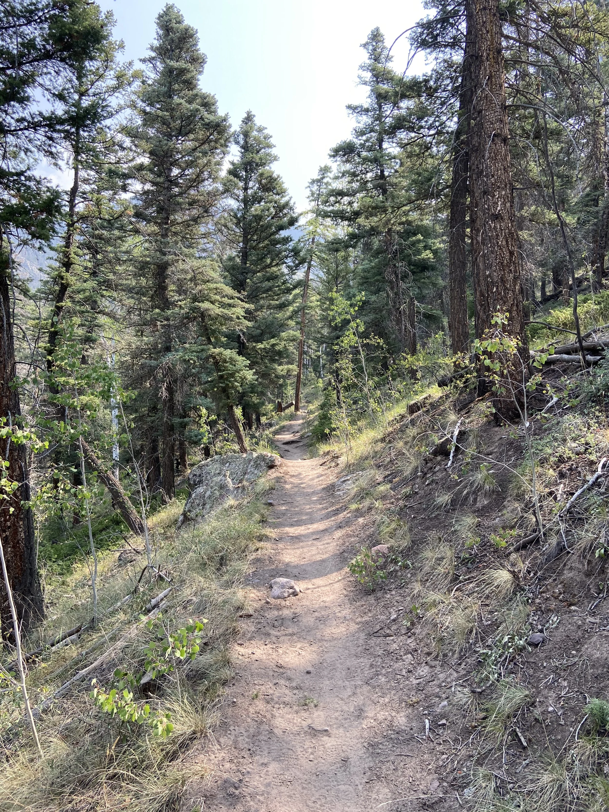 A dirt trail winding through a dense forest of tall pine trees with sunlight filtering through the branches.