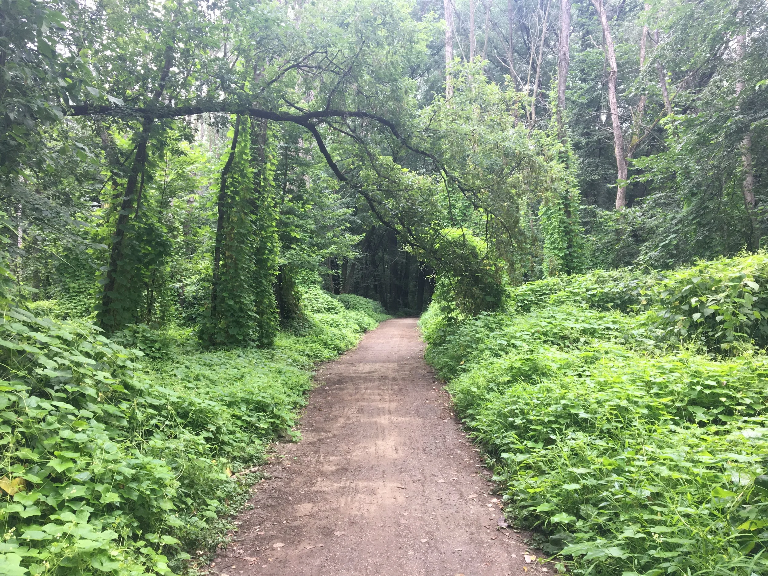 A dirt trail through a lush, green wooded forest.