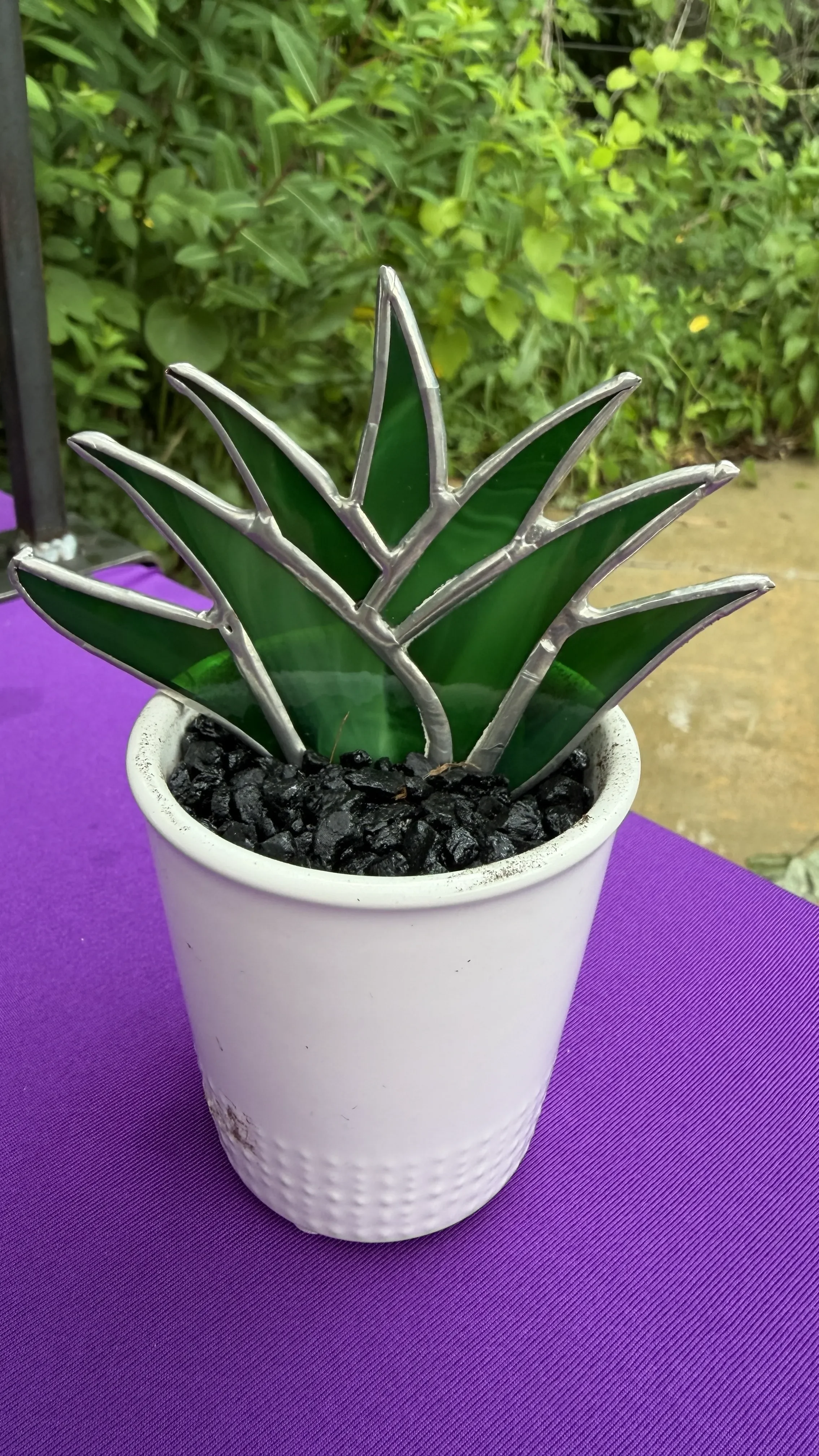 3d aloe plants