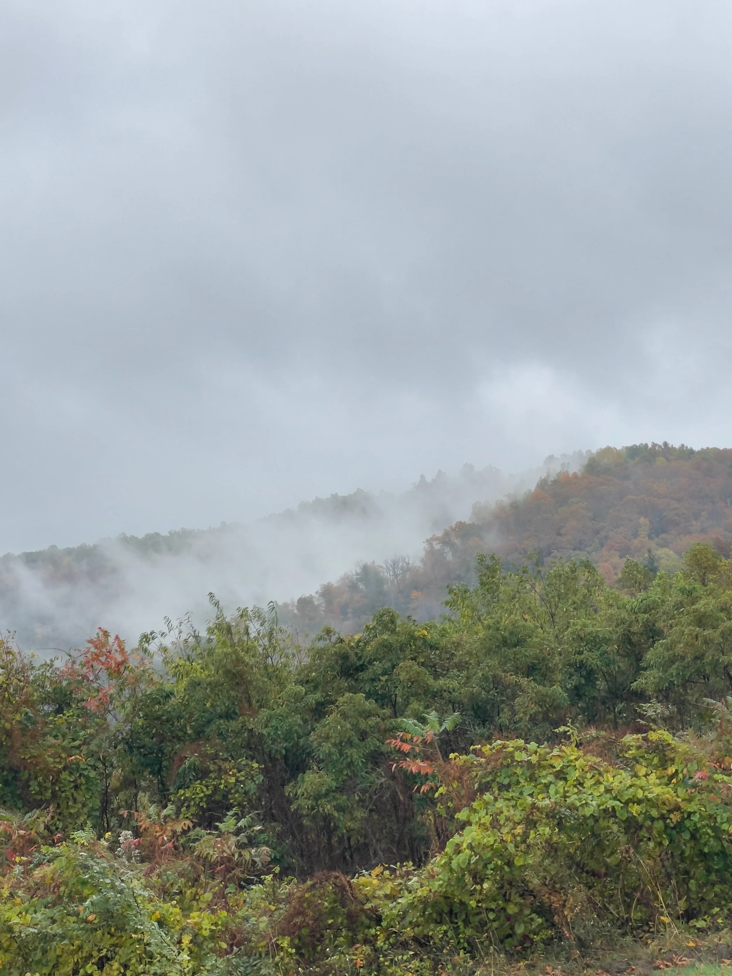 Foggy mountain landscape with dense green trees and overcast sky