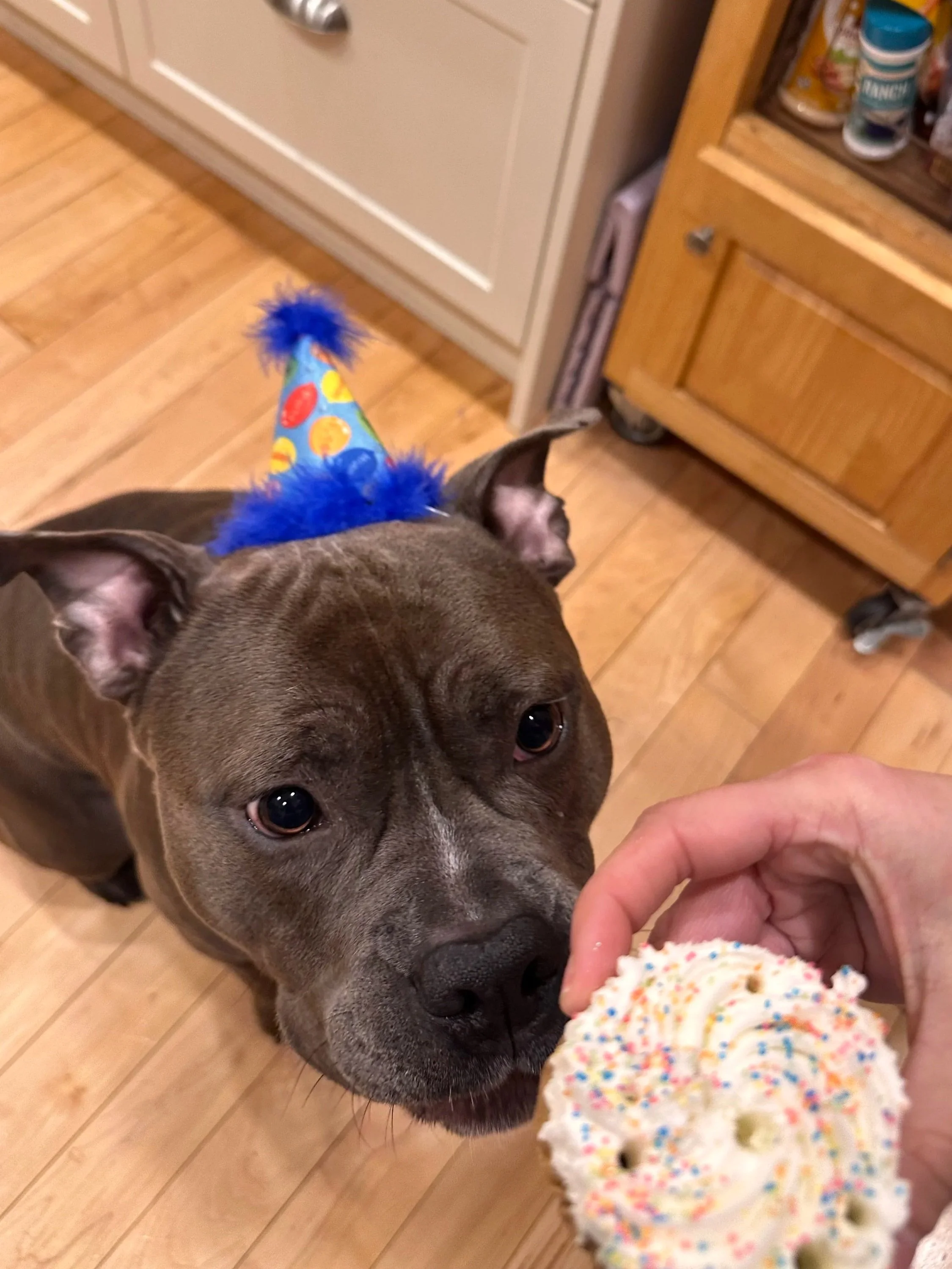 Dog wearing a birthday hat with colorful confetti design and a fluffy pom-pom on top, looking at a hand holding a frosted cupcake with rainbow sprinkles.