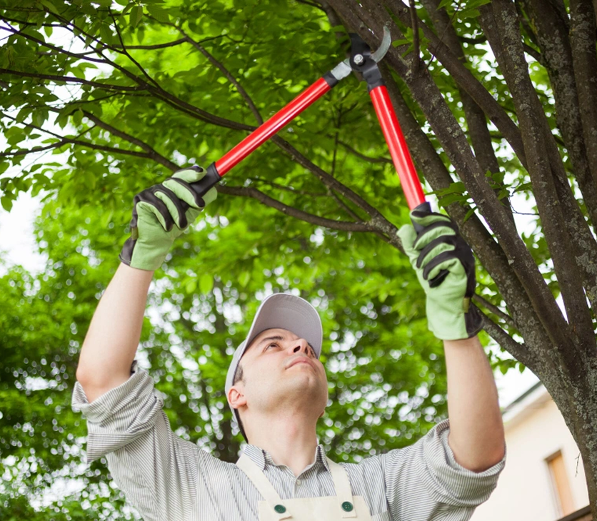 Tree trimming and maintenance by professional tree service team at BEST Home and Commercial Services.