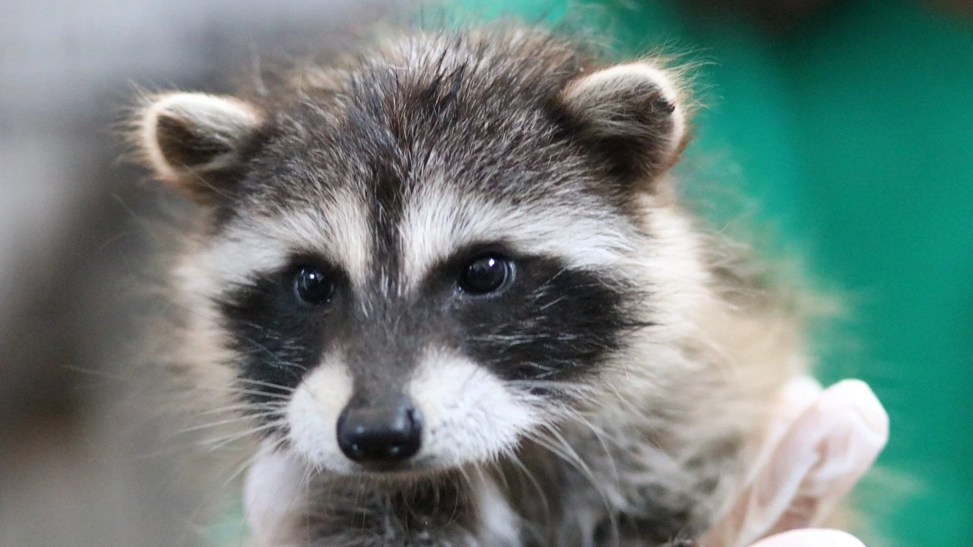 WILDLIFE CENTER OF SILICON VALLEY