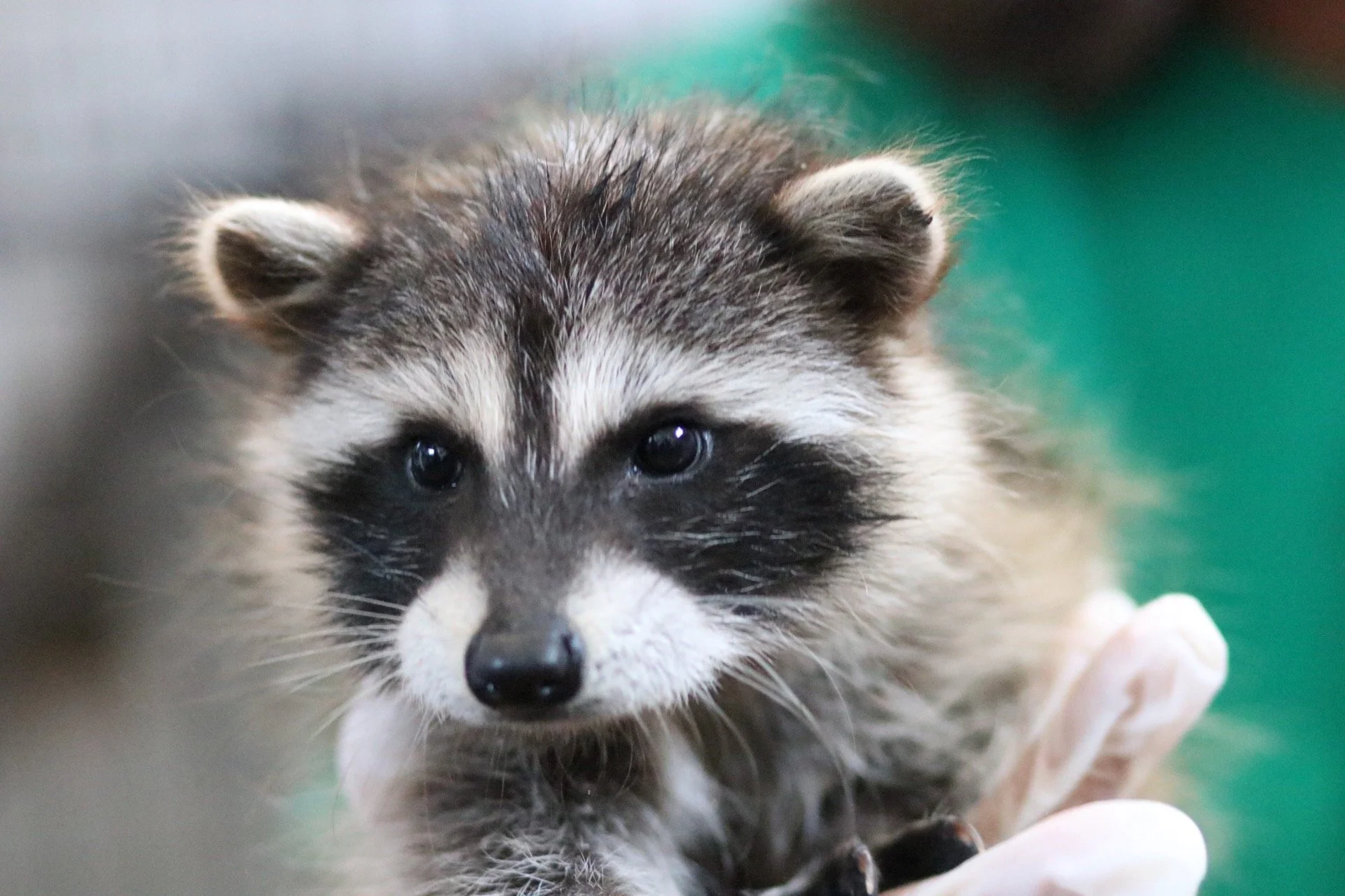 WILDLIFE CENTER OF SILICON VALLEY