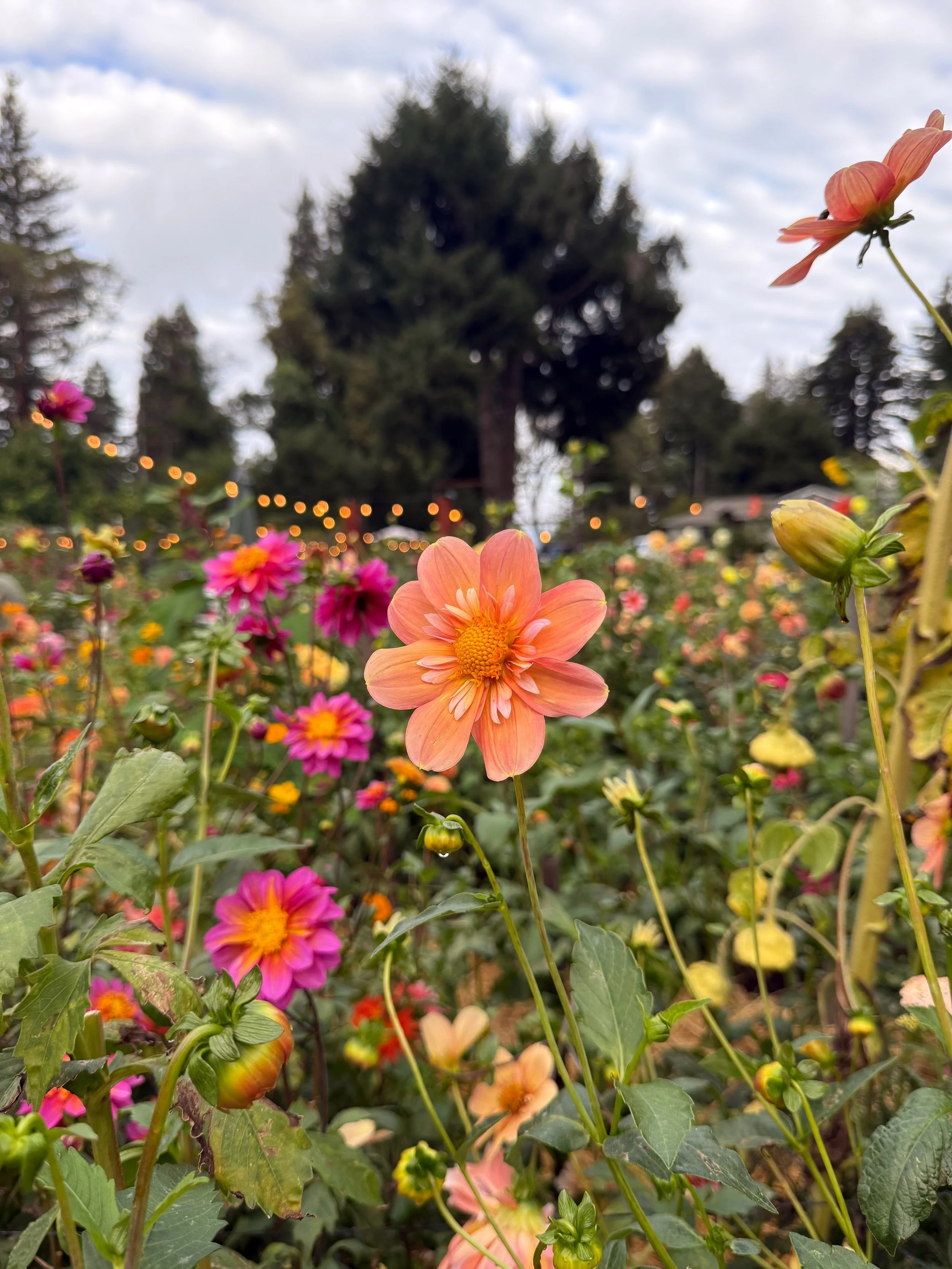 Ostara/Spring Equinox Ritual: A Gathering to Honor and Welcome Blooming w/ Serafina Nicole