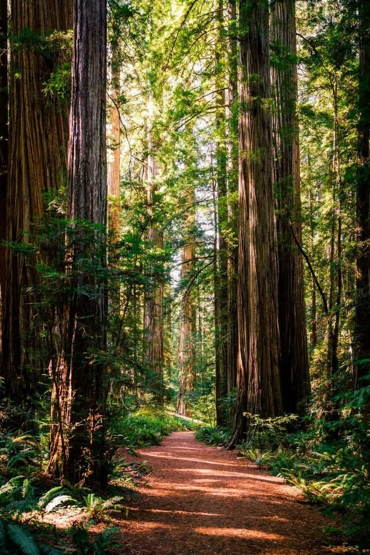 Nature Church: The Magic of Summer @ Butano State Park in Pescadero