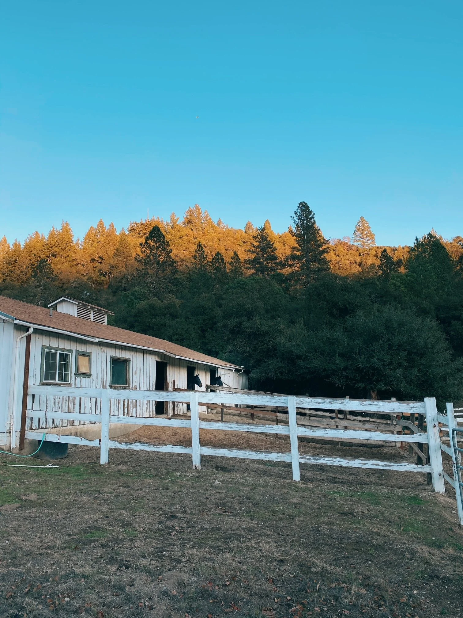 Nature Church: Curiosity at Quail Hollow Ranch in Felton