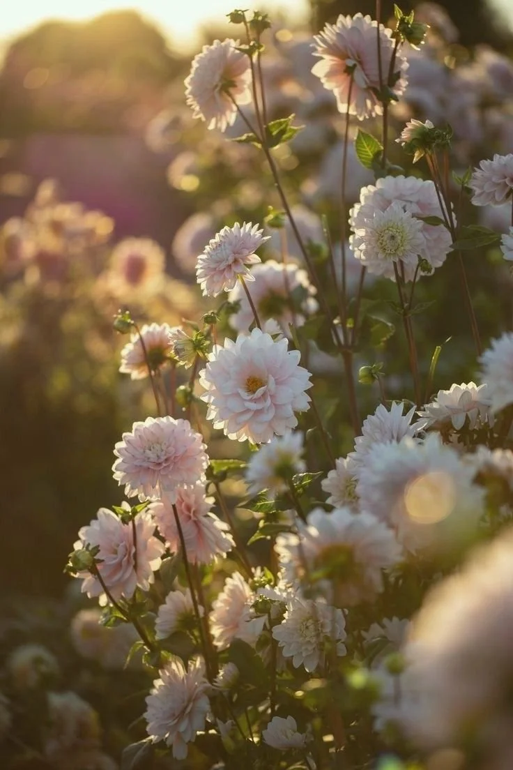 Dreaming with the Dahlias @ Beeline Blooms in Ben Lomond