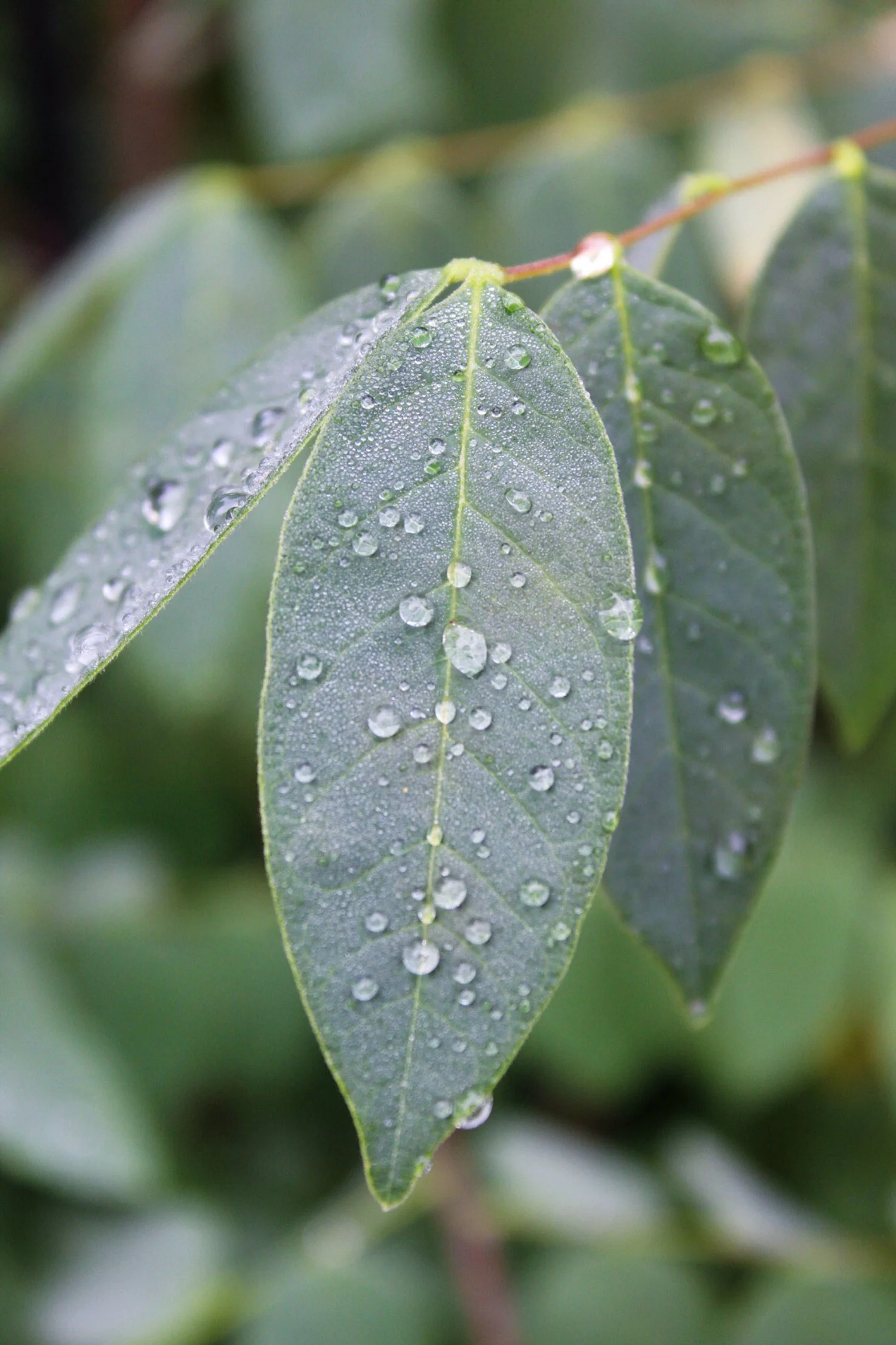 "Droplets" taken in '25.