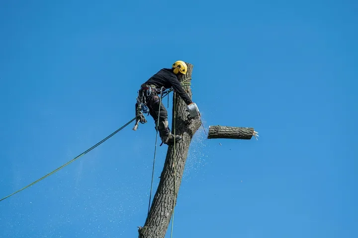 Tree removal