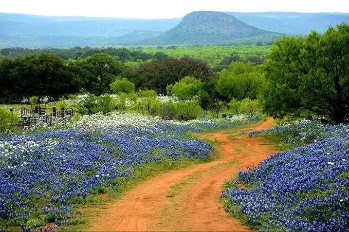 A dirt path winds through a field of blue and white flowers under green trees, with a mountain in the distance.