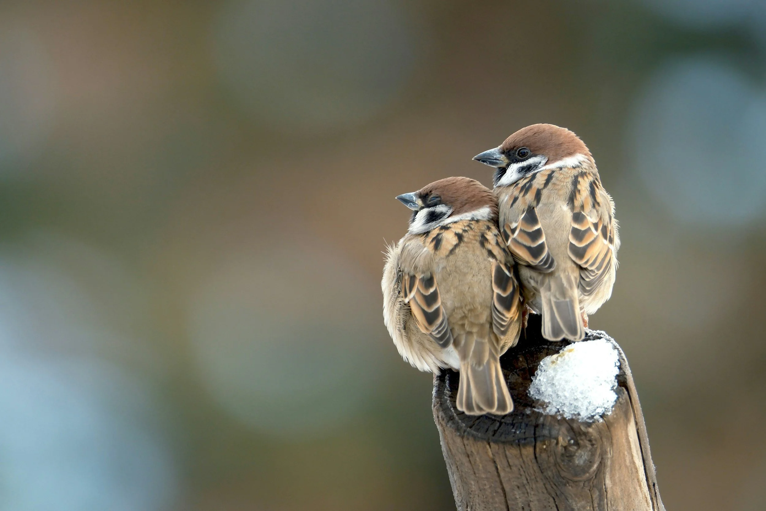 Two sparrow birds perched on a snow-covered wooden post.