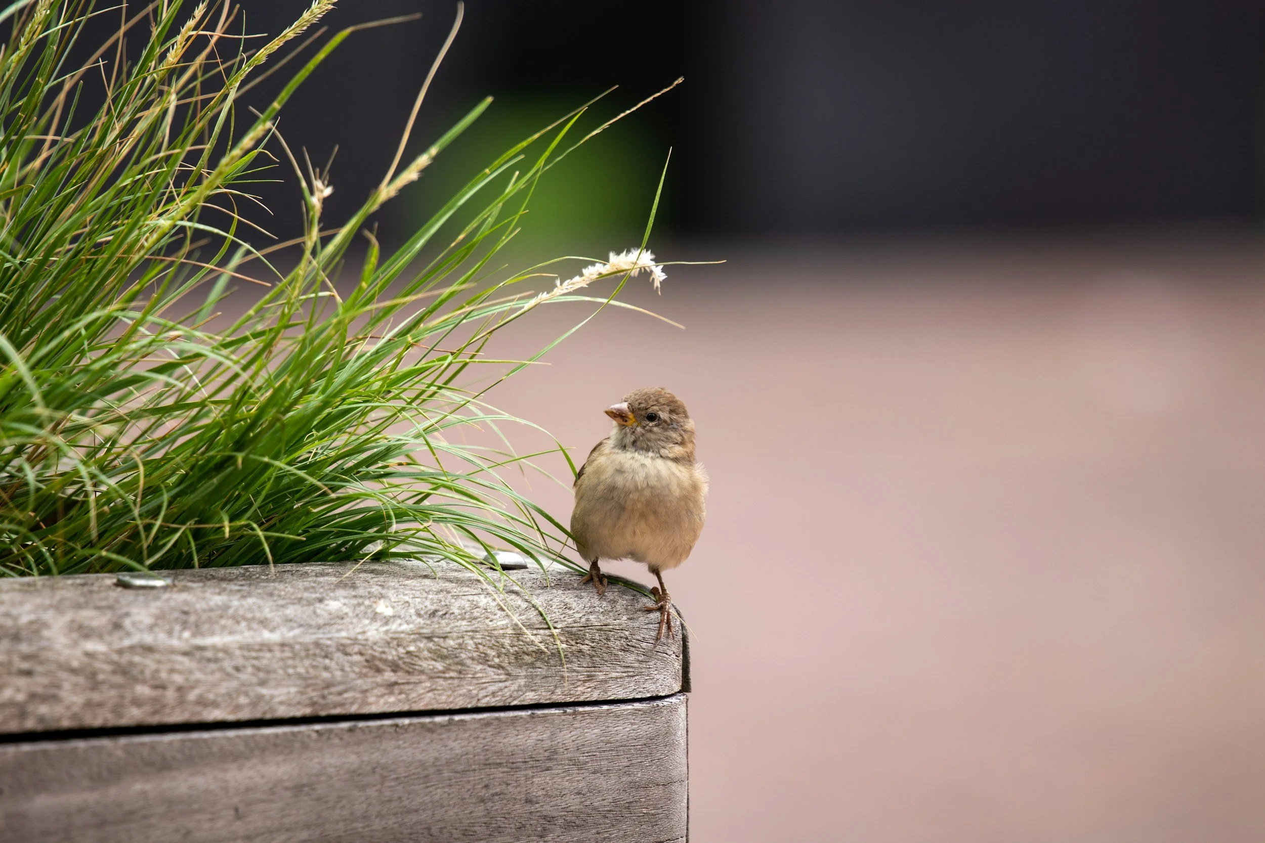 A small brown bird perched on the edge of a weathered wooden planter box with green grass and plants growing out of it, blurred out background.