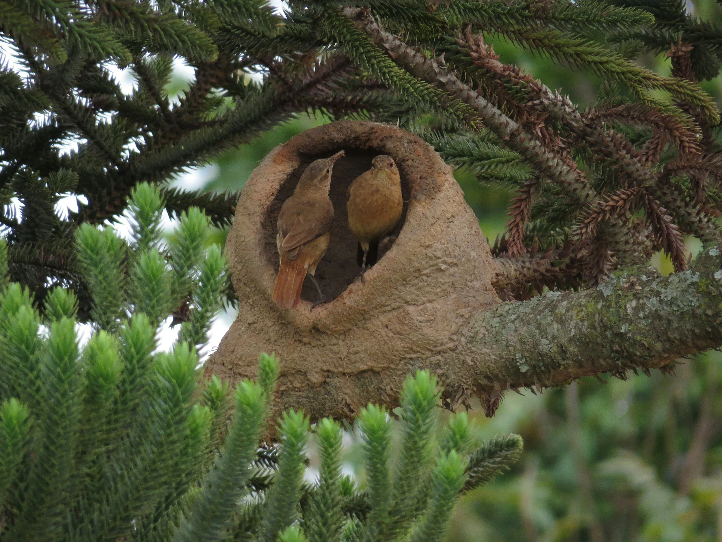 Two small brown birds in a nest in a tree, surrounded by green pine branches.