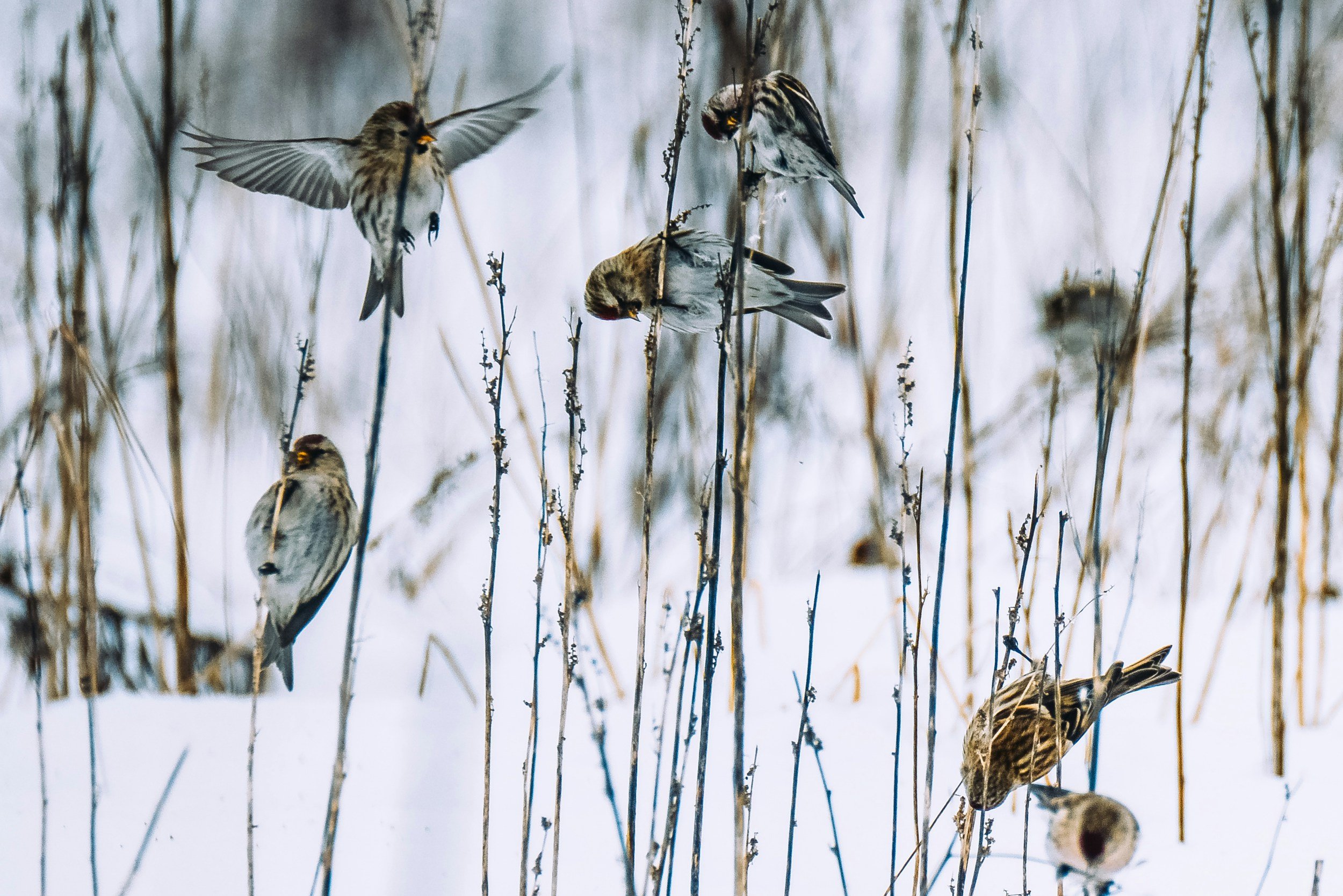 Six small birds perched on or flying near tall, dry reeds in a snowy landscape.