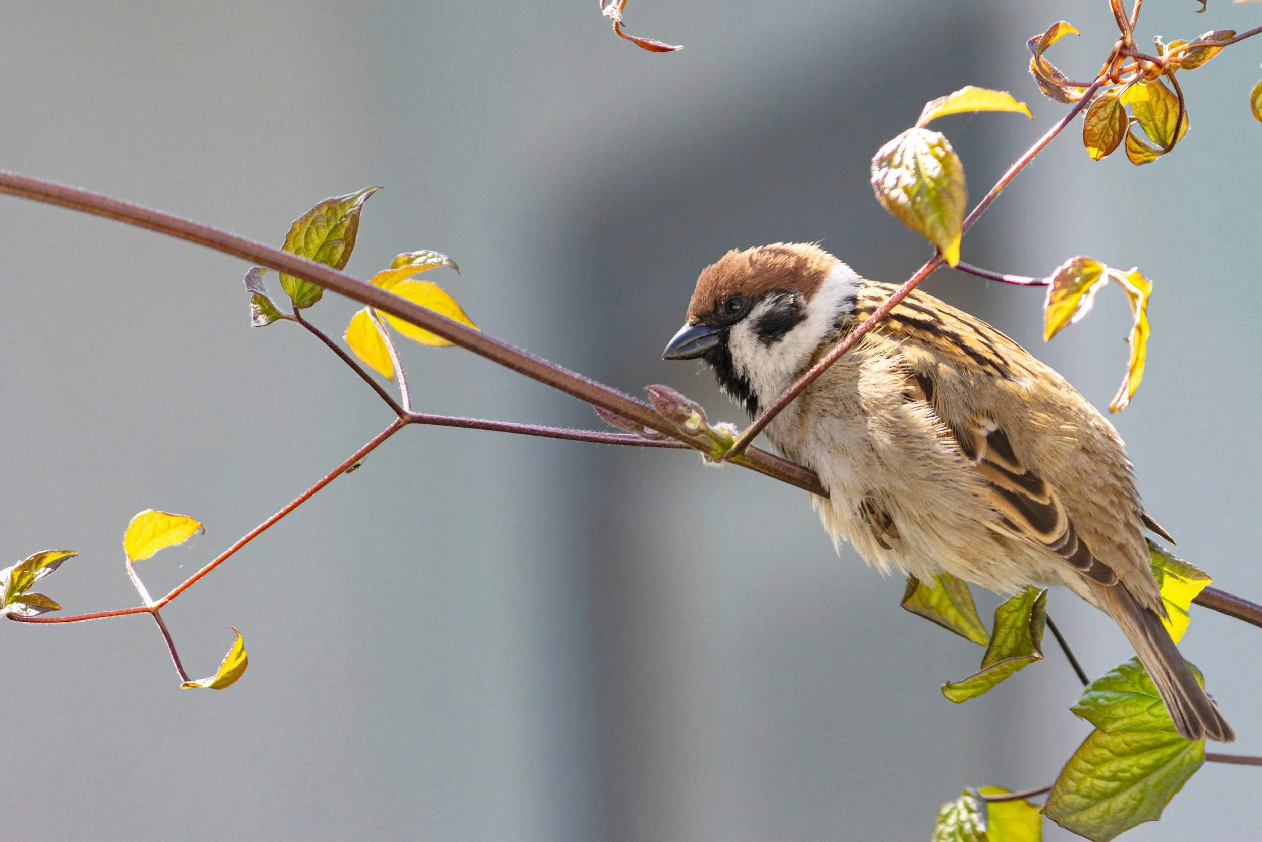 A small brown and black bird perched on a thin branch with green and yellow leaves.