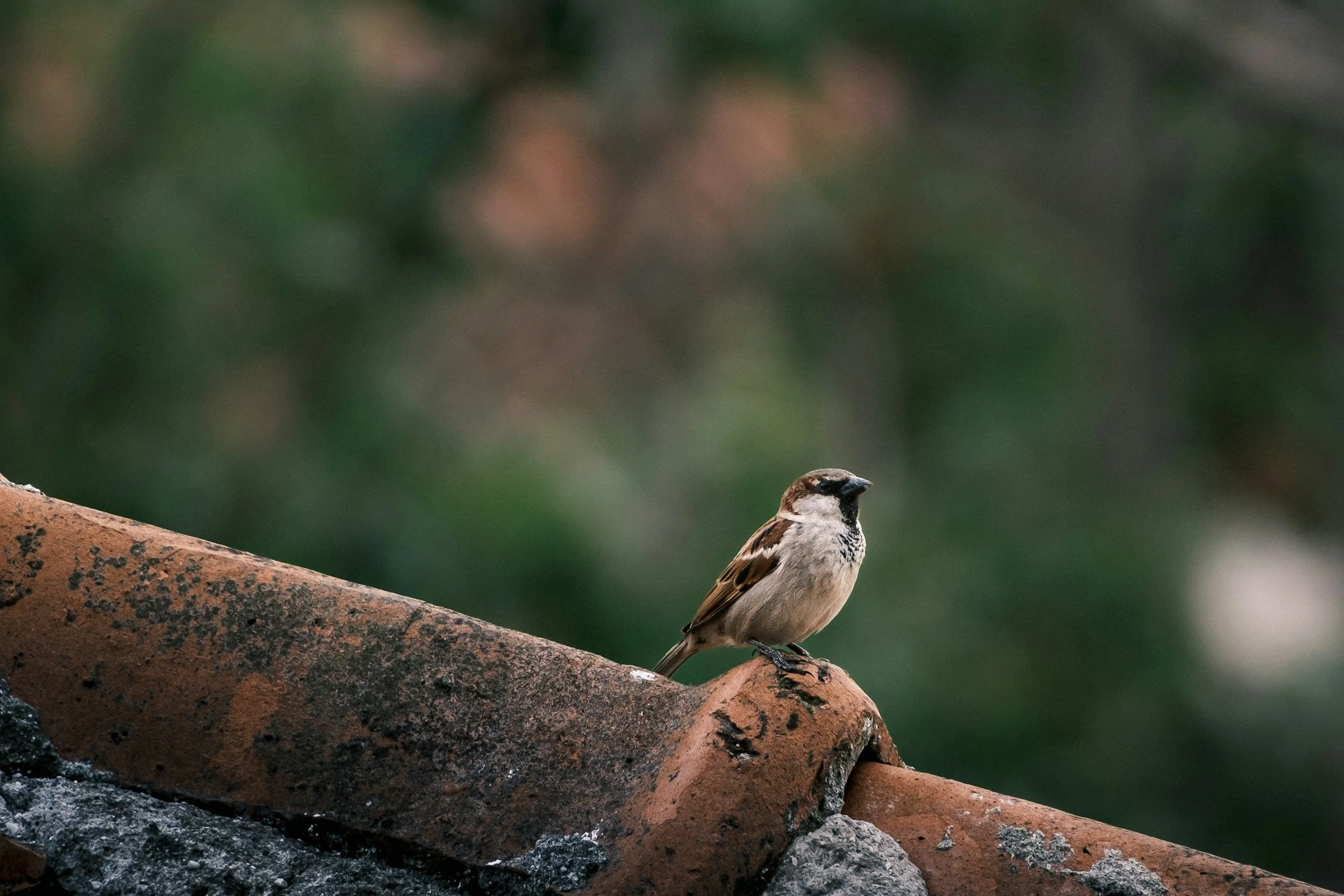 A small brown and white bird perched on a rusted pipe. The background is blurred with green and brown tones.
