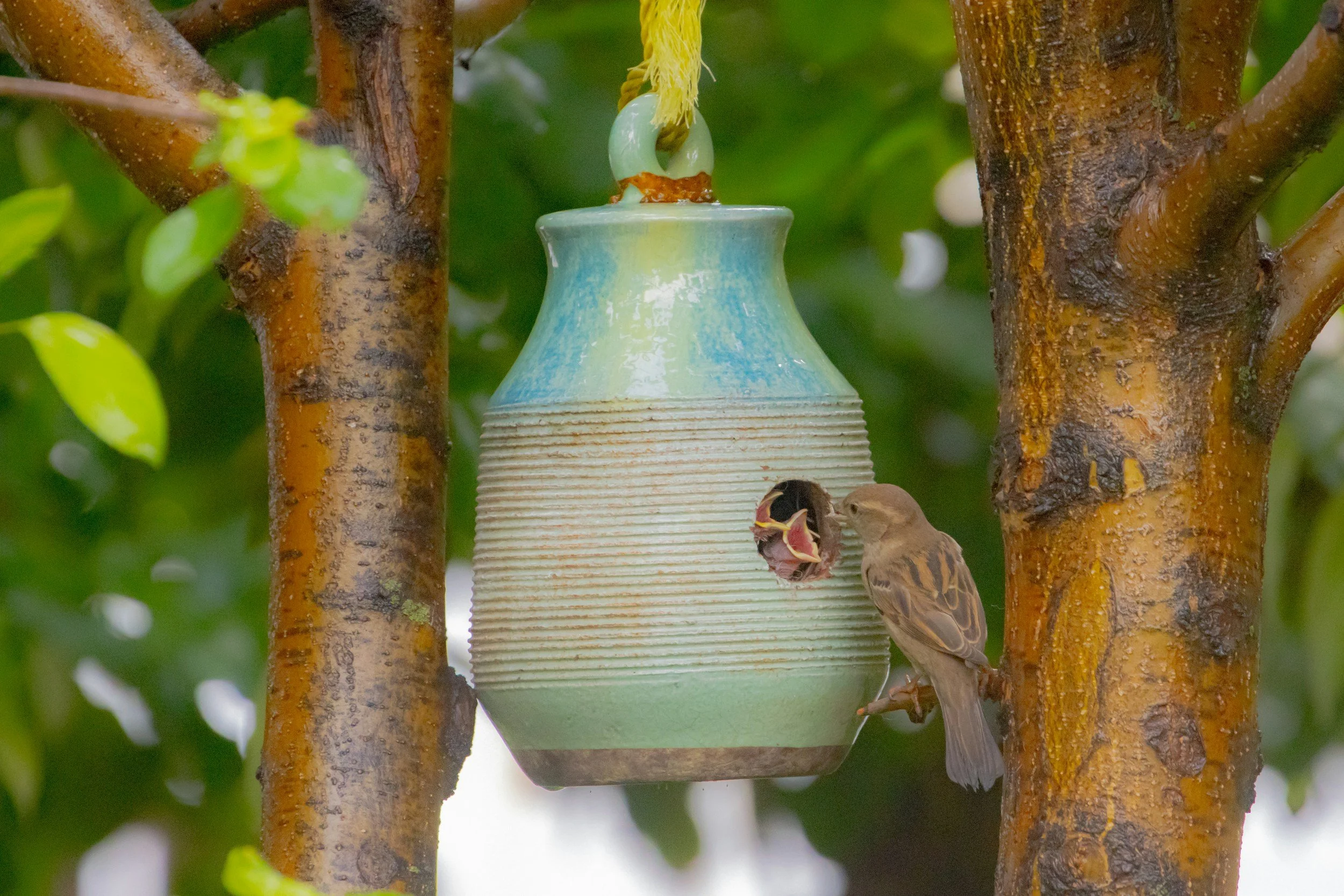 A small brown bird perches on a branch near a ceramic bird feeder with a hole, hung between two tree trunks with green leaves in the background.