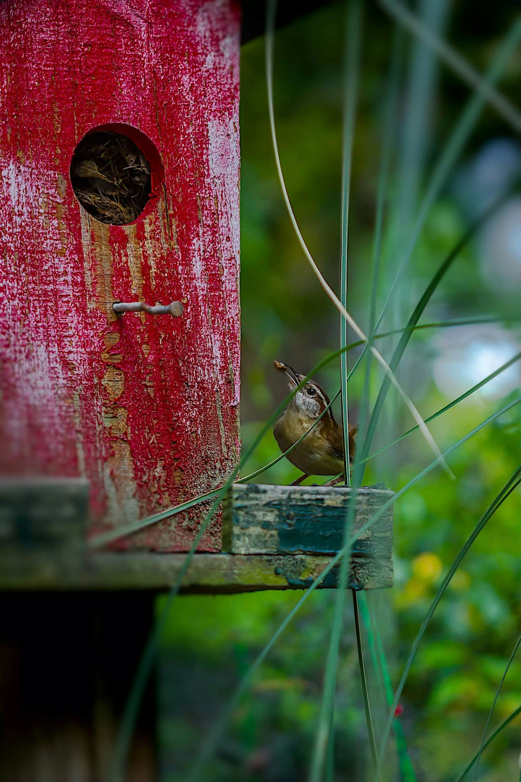 A small bird with brown and white feathers is perched on a weathered wooden platform next to a red birdhouse, surrounded by green grass and foliage.