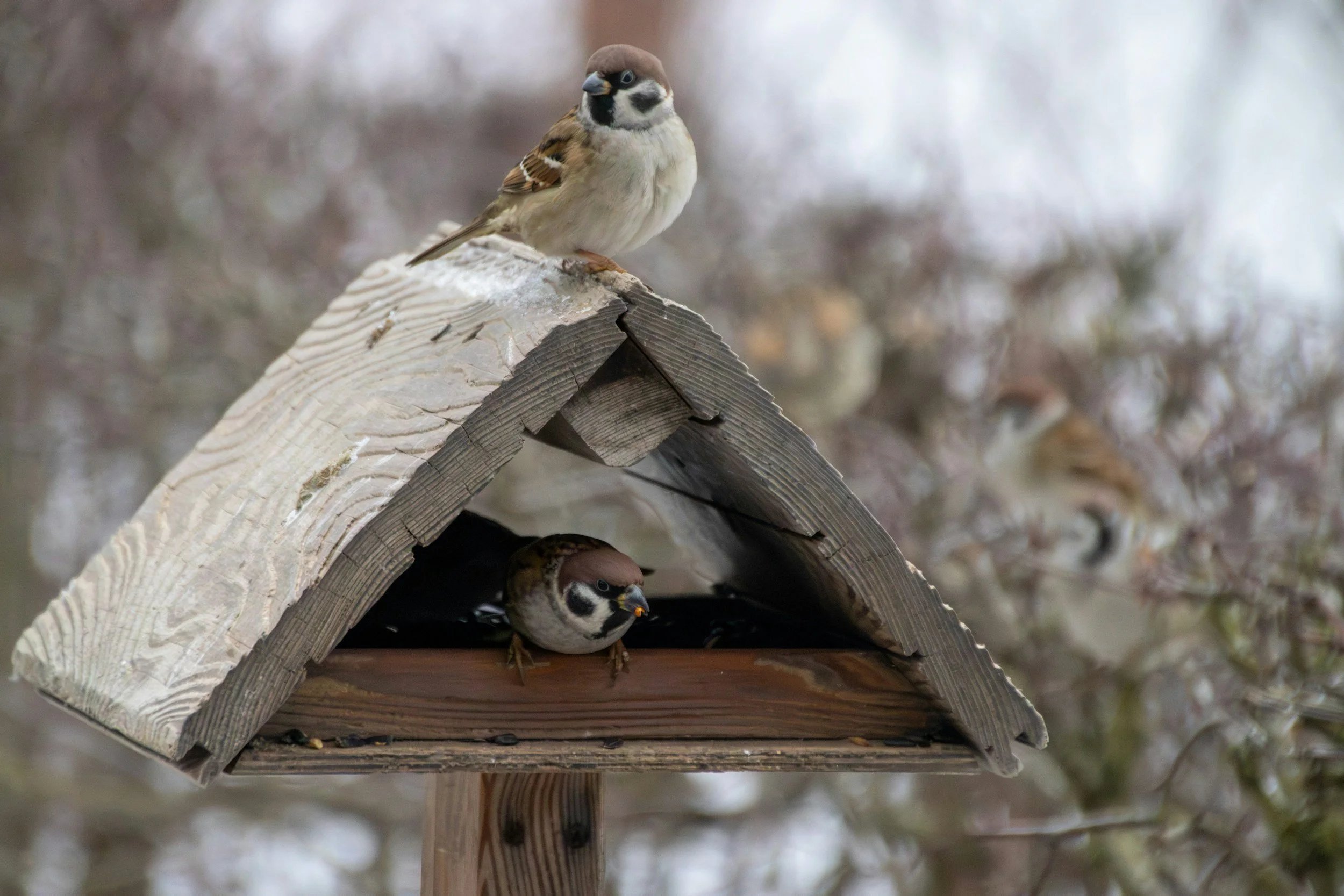 Two house sparrows on and inside a wooden birdhouse, with a blurred background of trees.