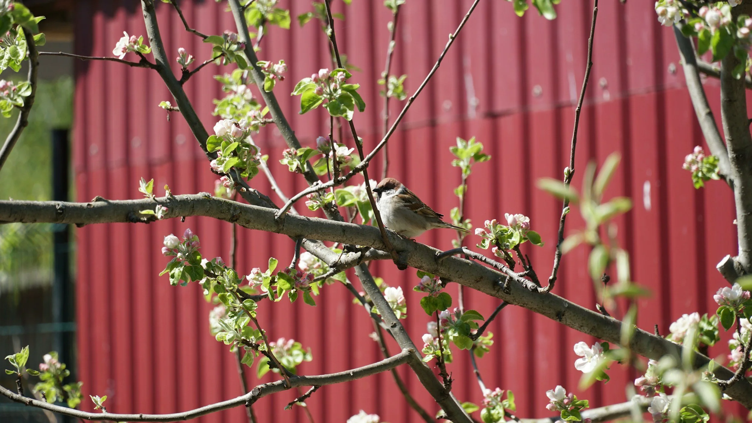 A small bird perched on a flowering tree branch in front of a red wooden fence.