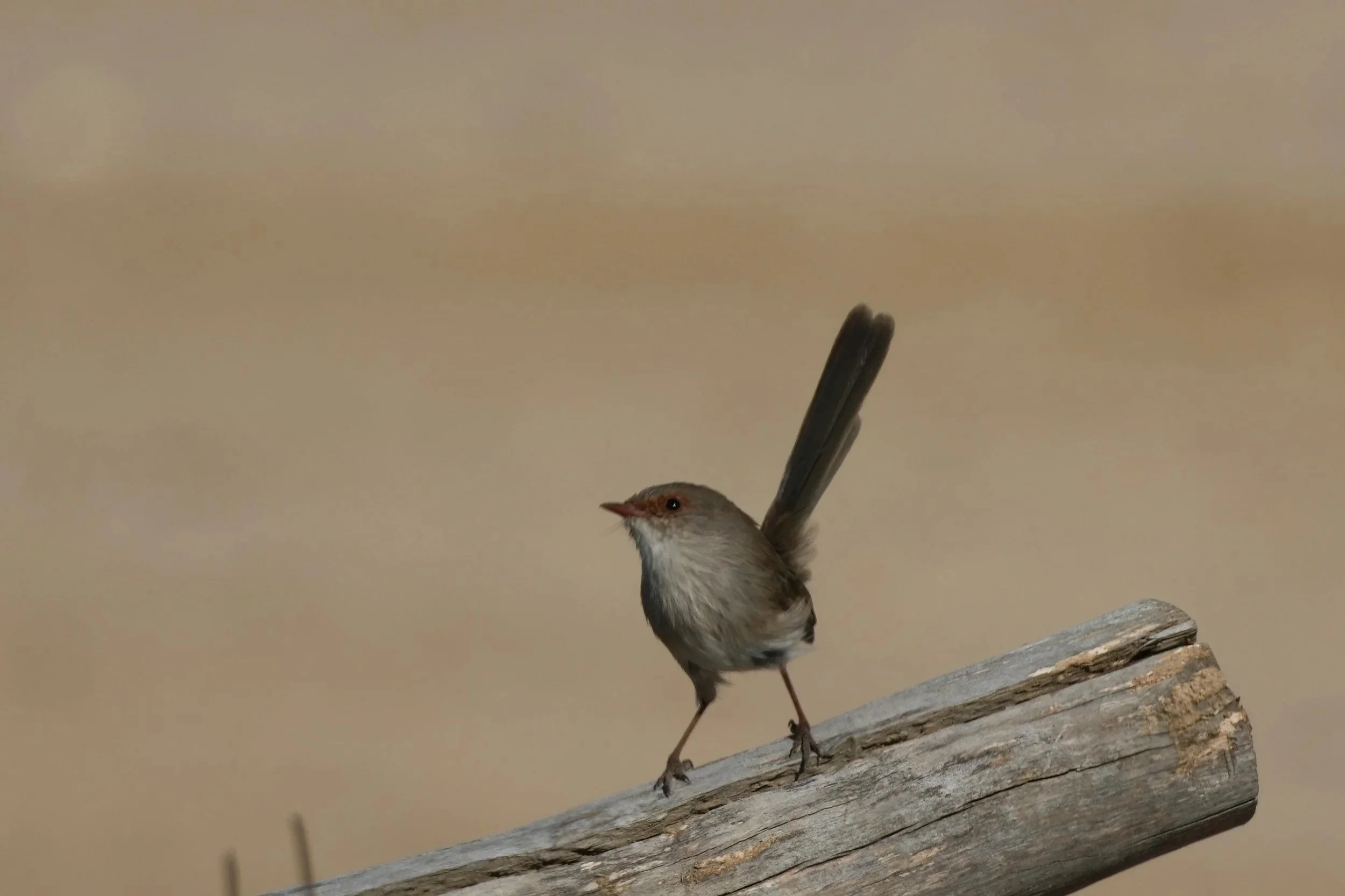 Small bird perched on a weathered wooden branch with a blurred natural background.