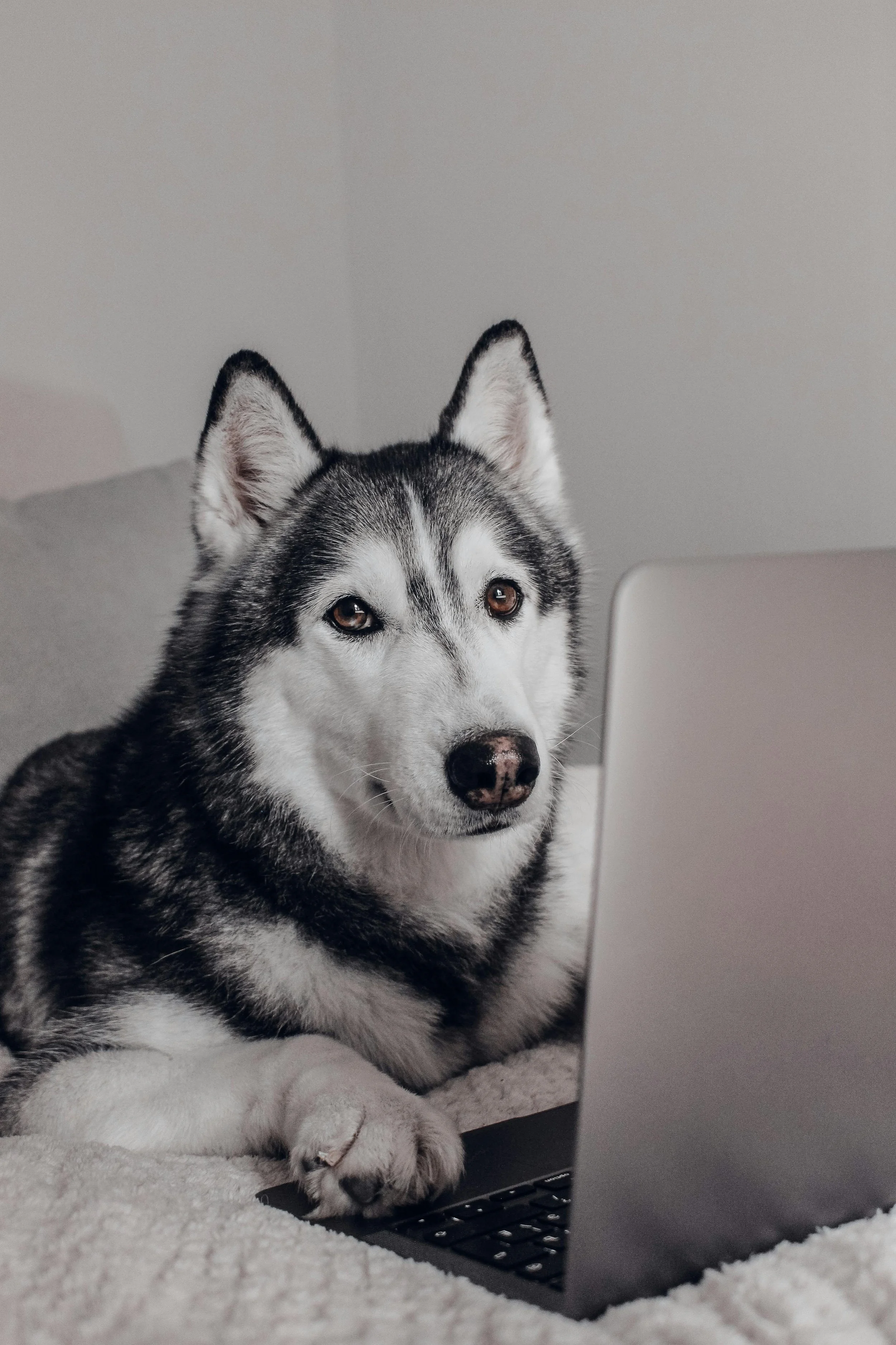 A Siberian Husky dog lying on a blanket with a laptop in front of it.