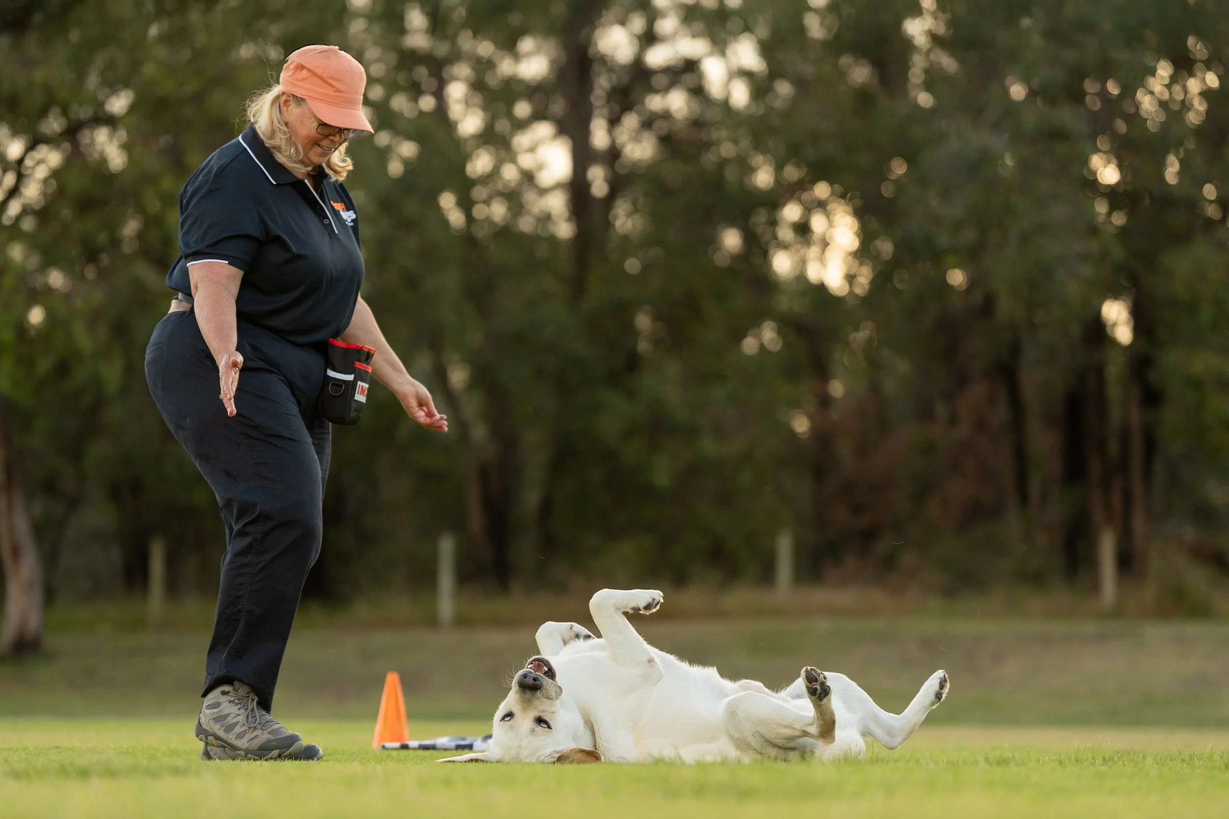 A woman in casual outdoor attire, including a pink hat, is standing on a grassy field with a white dog lying on its back, playing or training. The woman appears to be instructing or engaging with the dog near an orange cone.