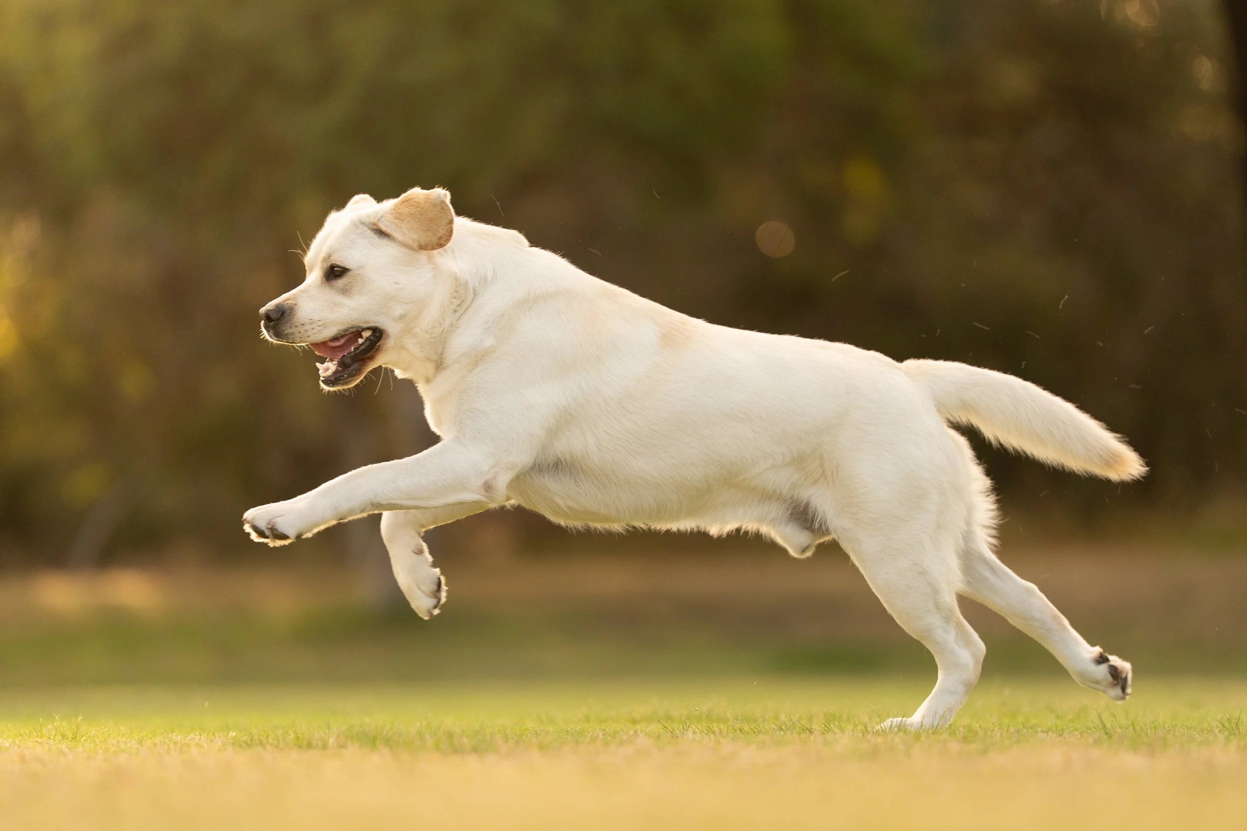 Pet Photography Perth
