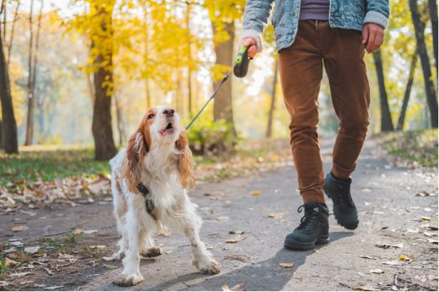Dog/Dog Reactivity