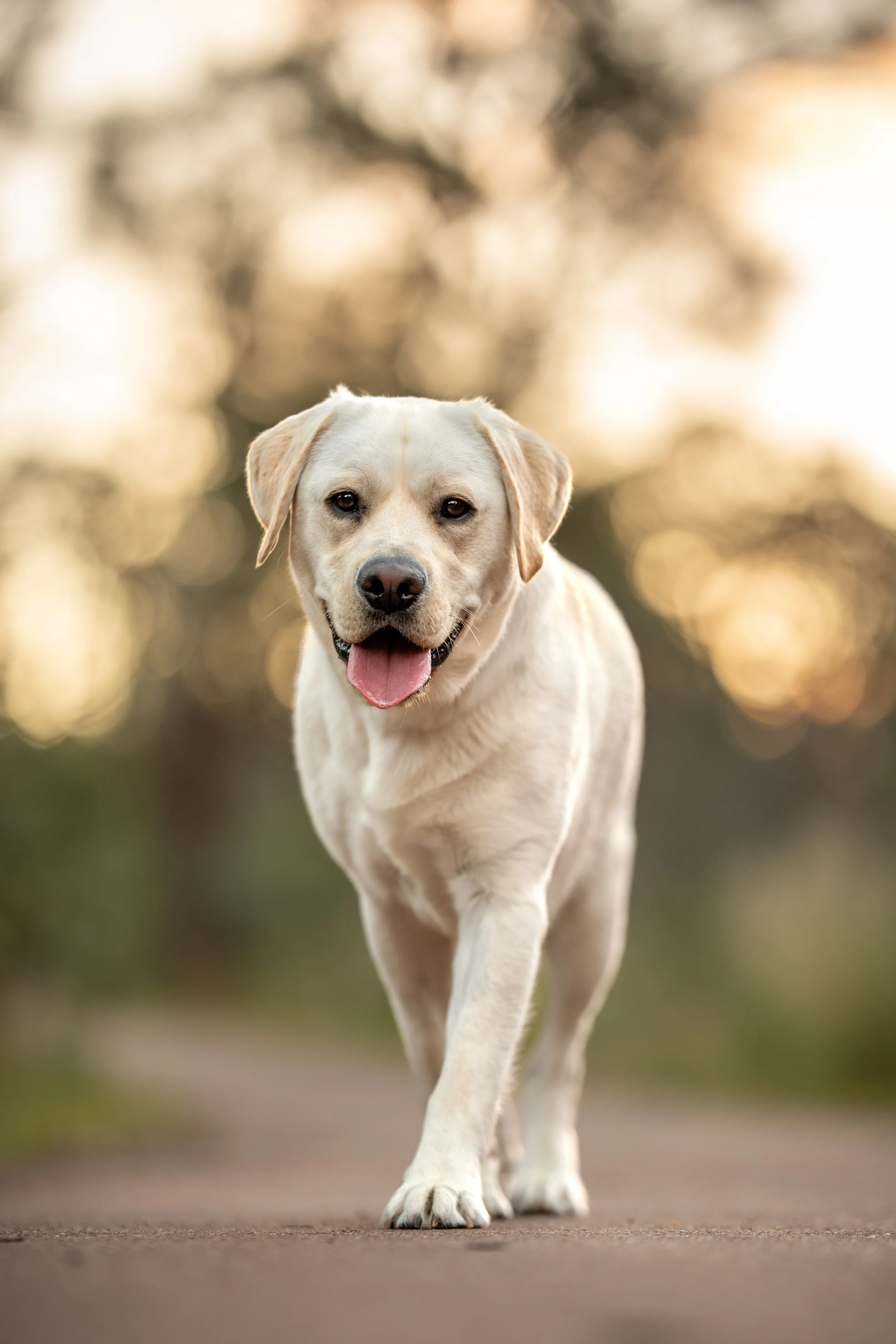 A happy Labrador Retriever walking outdoors on a paved path, with a blurred background of trees and sunlight.