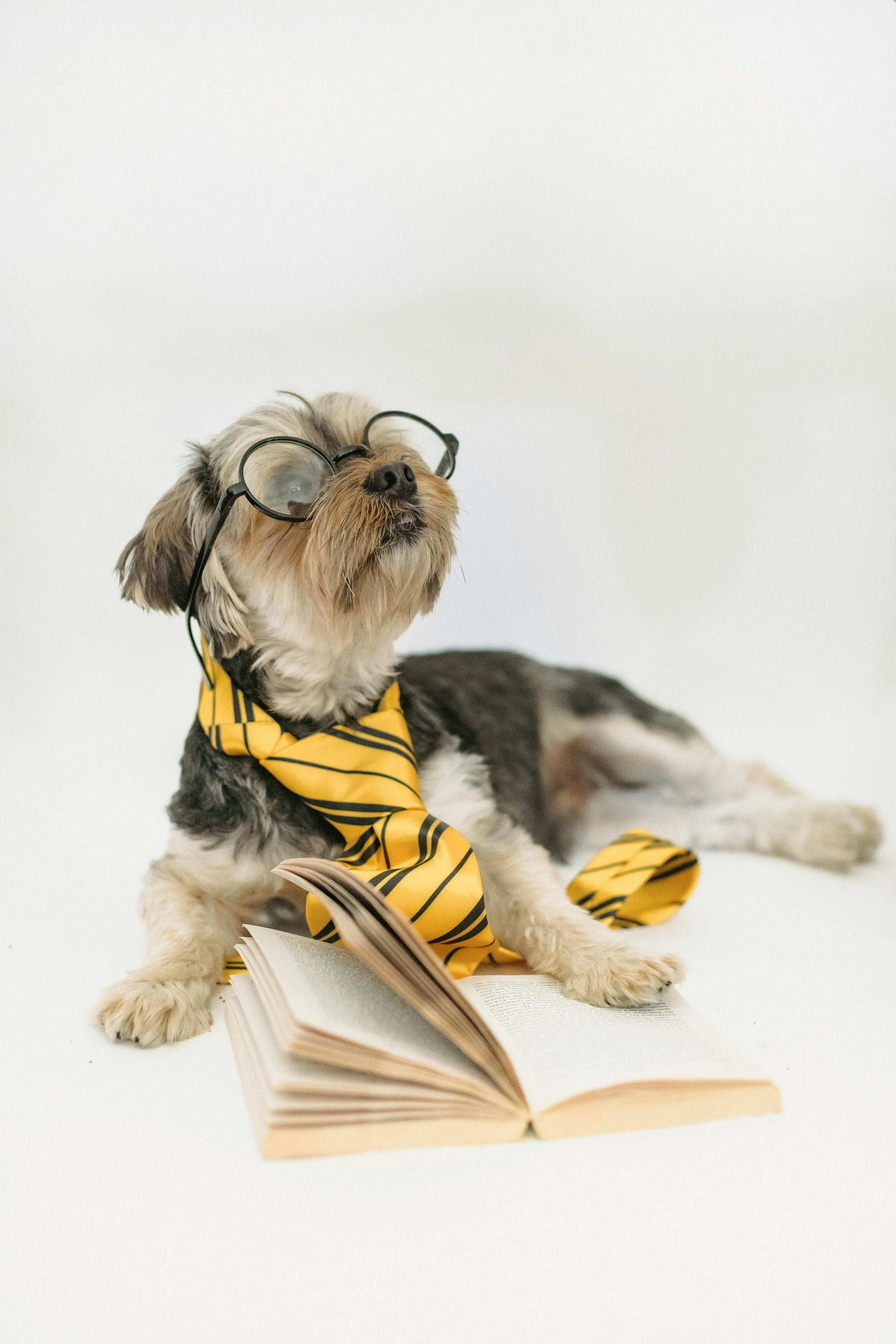 A small dog wearing glasses and a yellow striped tie, sitting on a white surface with an open book in front of it.
