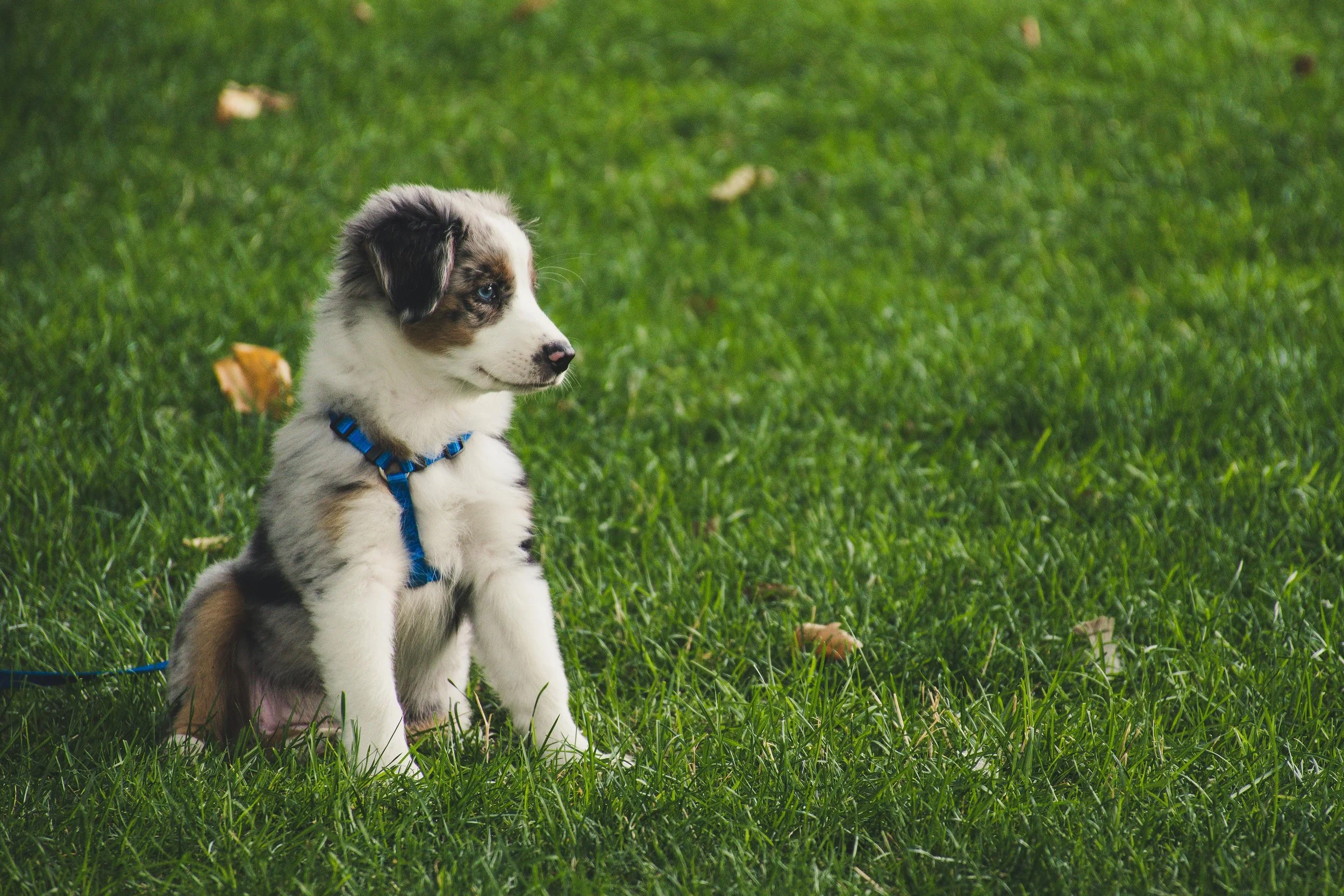 A cute puppy with multicolored fur, blue eyes, wearing a blue harness, sitting on green grass.