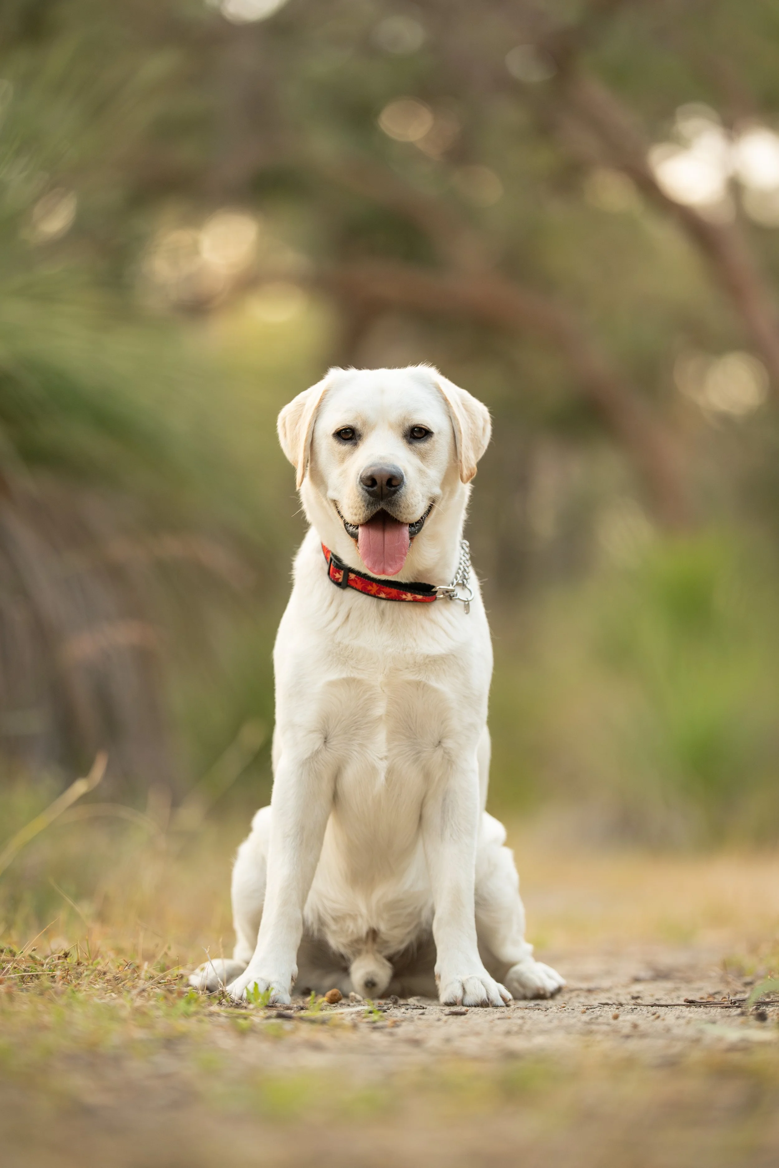 A happy yellow Labrador Retriever dog sitting on a dirt trail in a forest setting with blurred trees and greenery in the background, looking at the camera with its tongue out.
