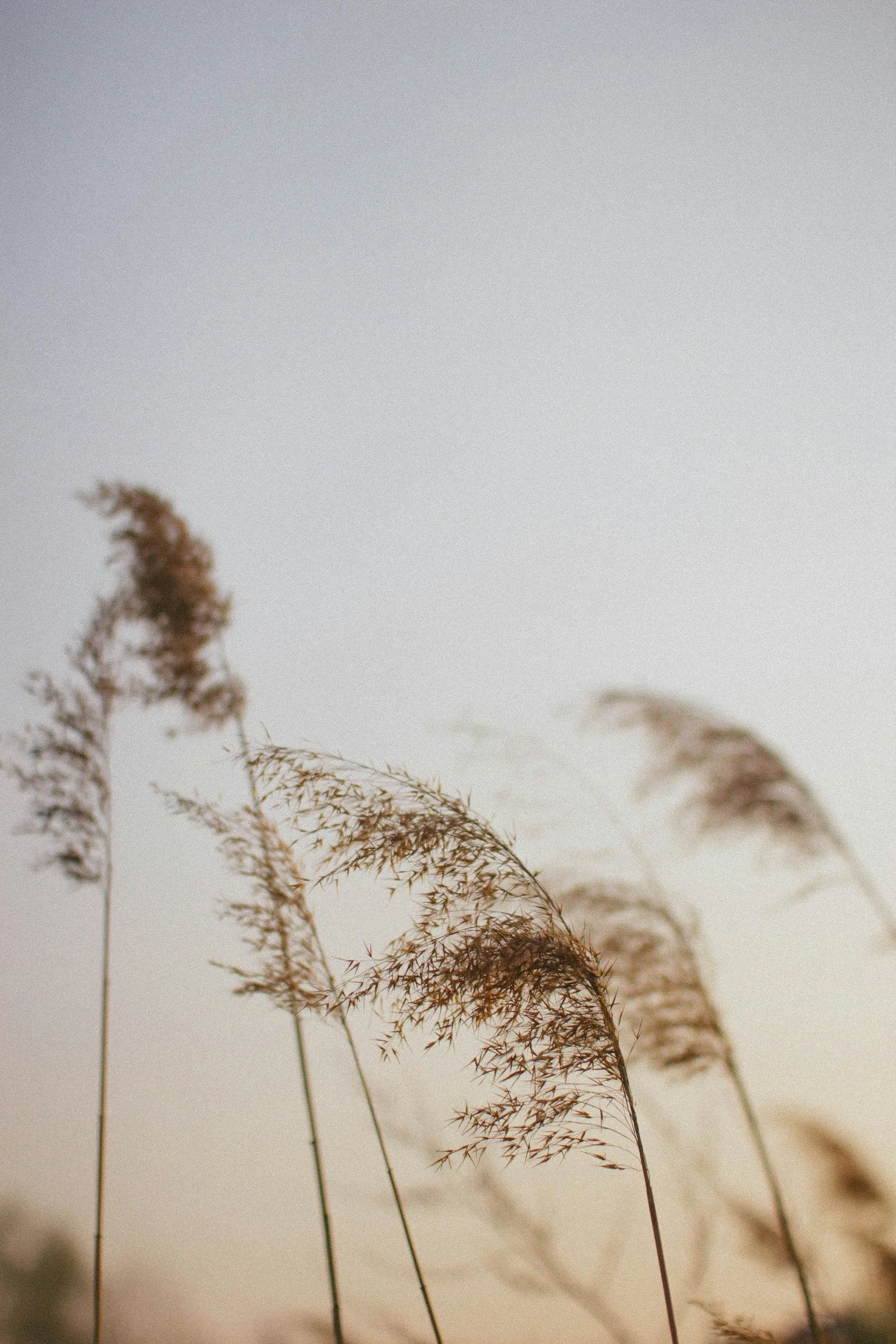 | The K of D (upcoming) | 

Director: David Stephens
Stage Manager: Cameron Ramirez
Set Designer: Jesse Klug
Lighting Designer: Skylar McLeod
Sound Designer: Saniyah Ayala