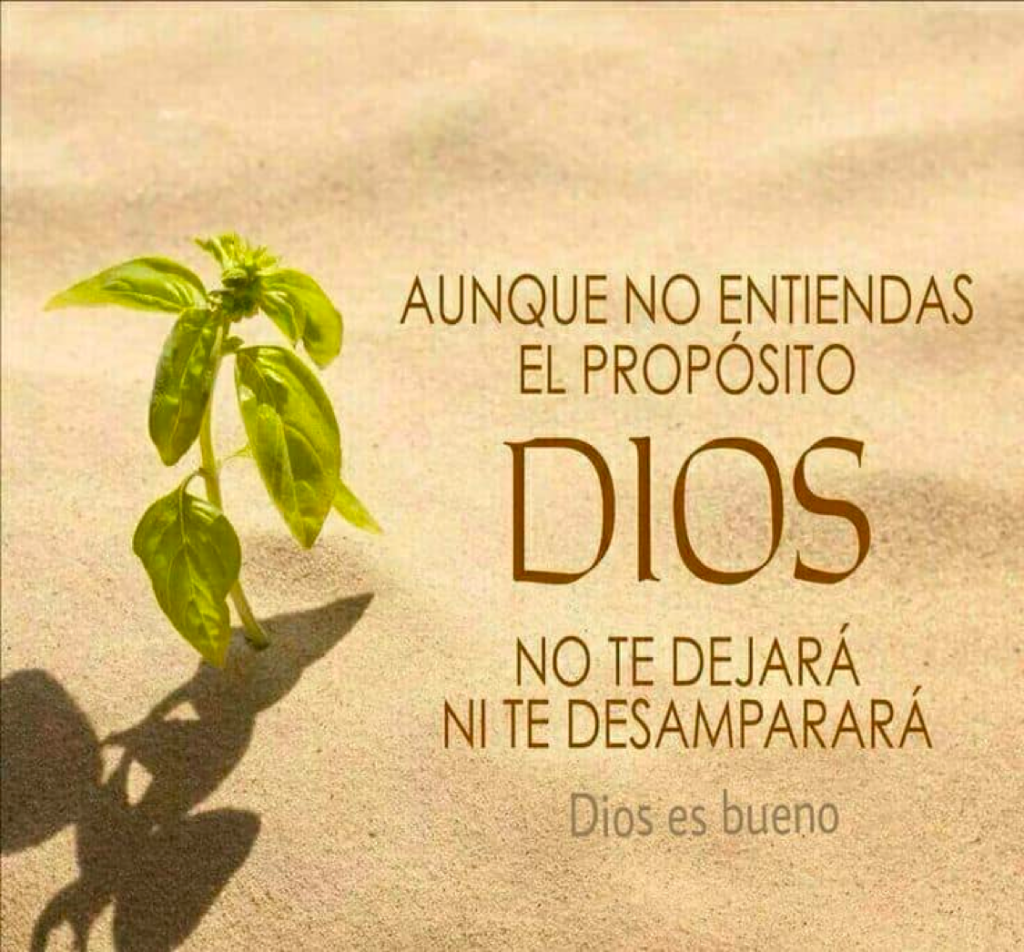 Mensaje religioso con una planta pequeña y sombra en el fondo.