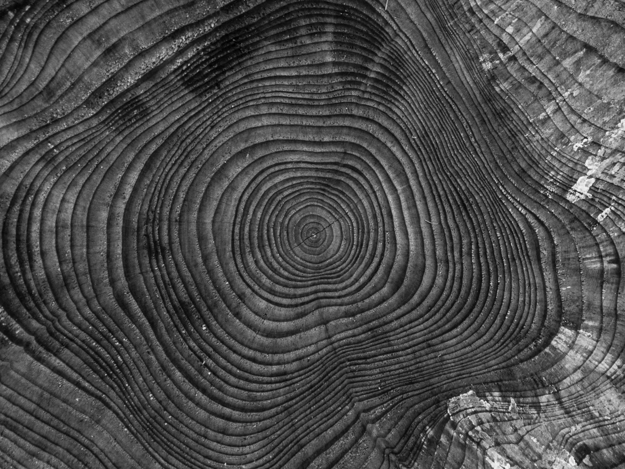 Close-up of tree rings on a cut section of a tree trunk, showing concentric growth rings in black and white.