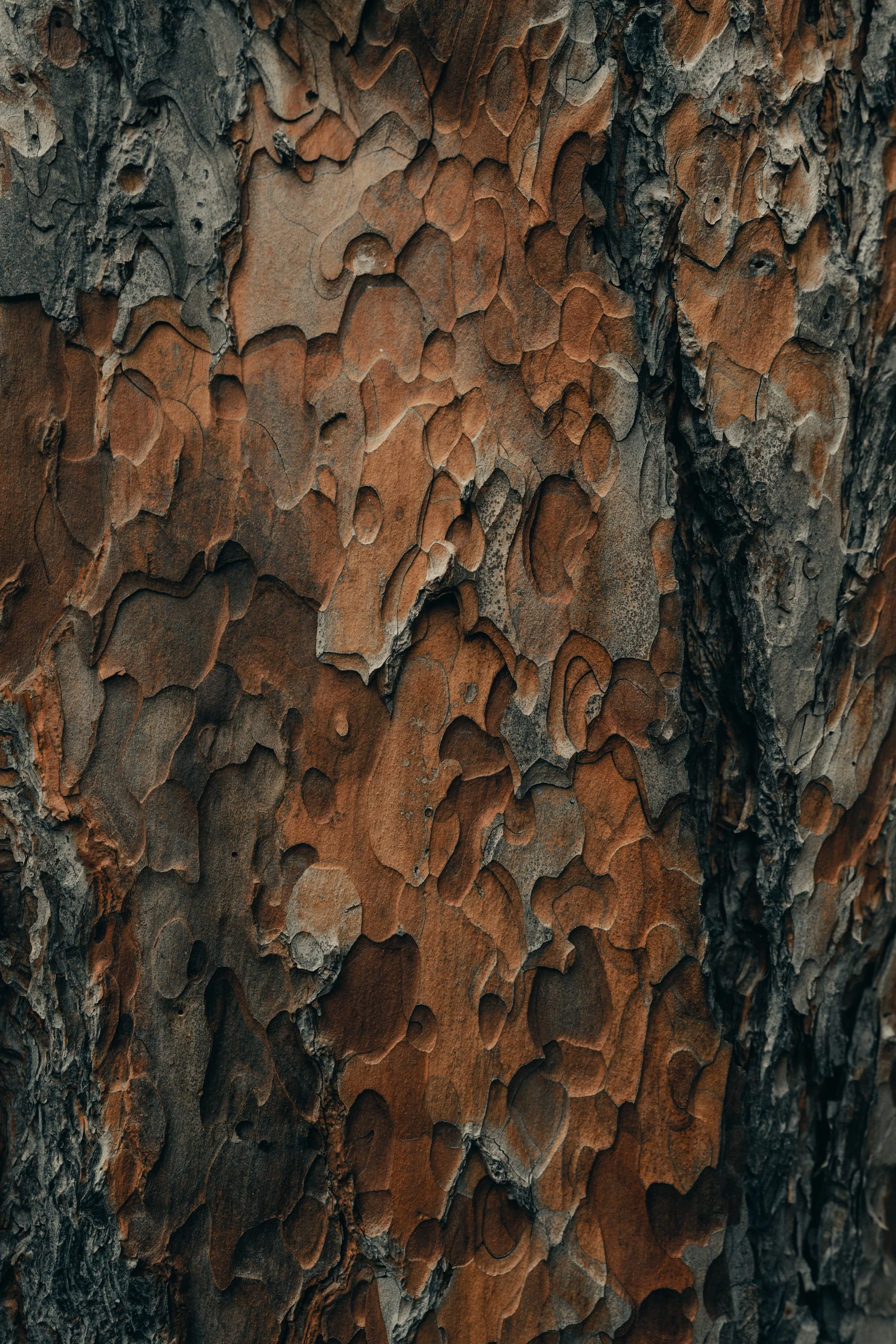 Close-up of tree bark with textured, peeling layers in shades of brown and gray.