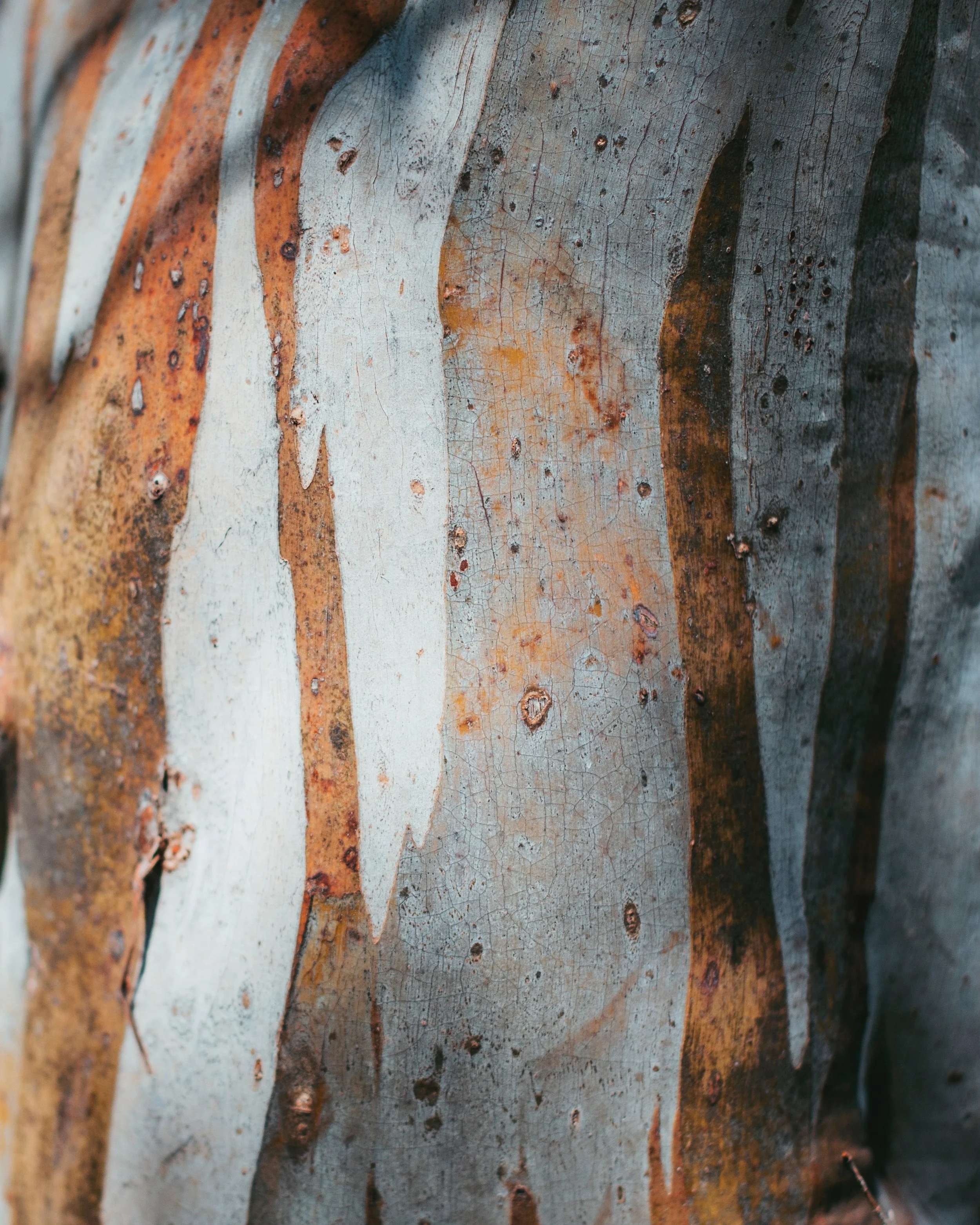 Tree Risk Assessments and Removal Applications