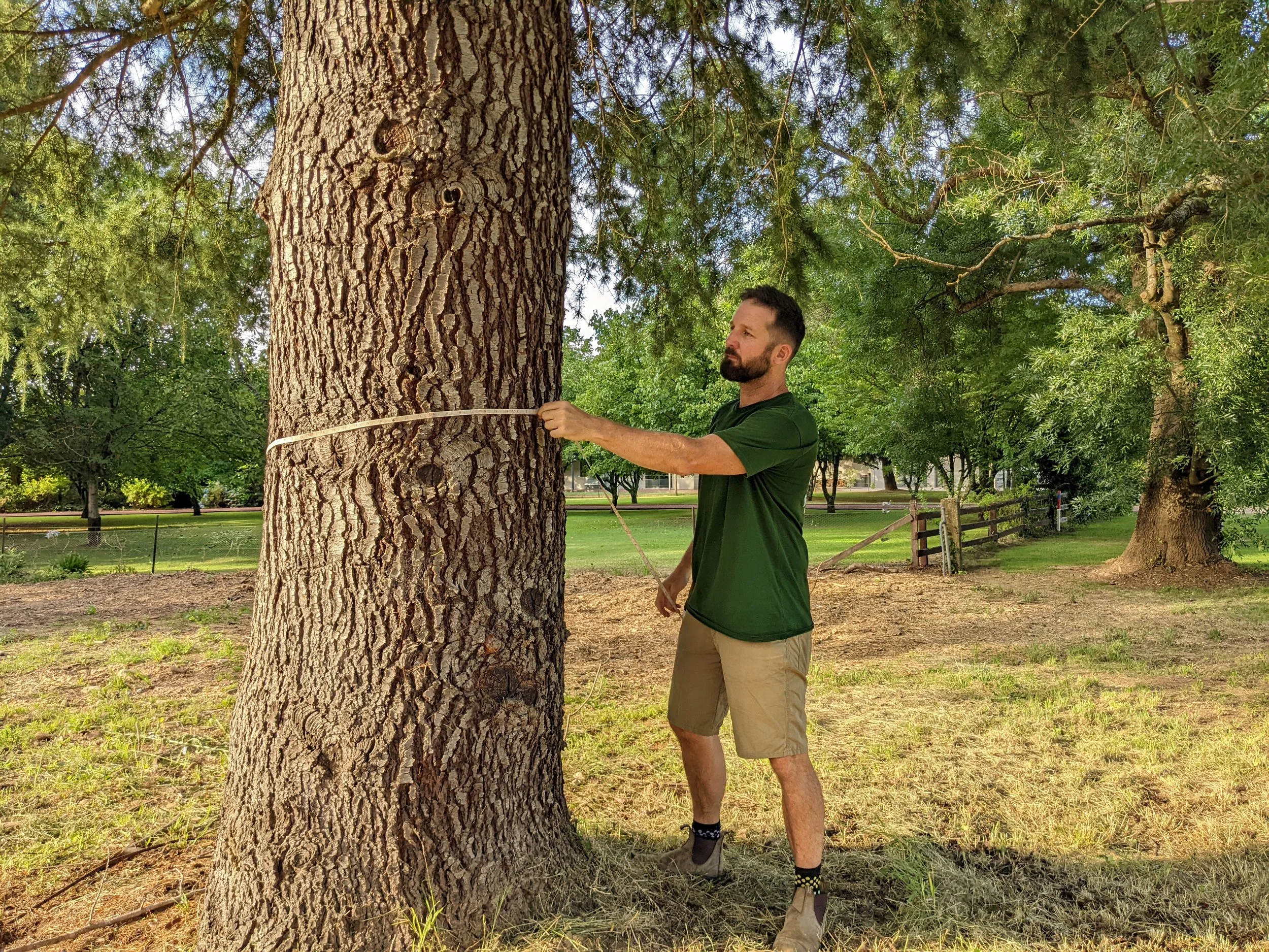 A man in a green shirt and beige shorts measures the circumference of a tall tree trunk with a white measuring tape in a park area with green grass, trees, and a wooden fence in the background.