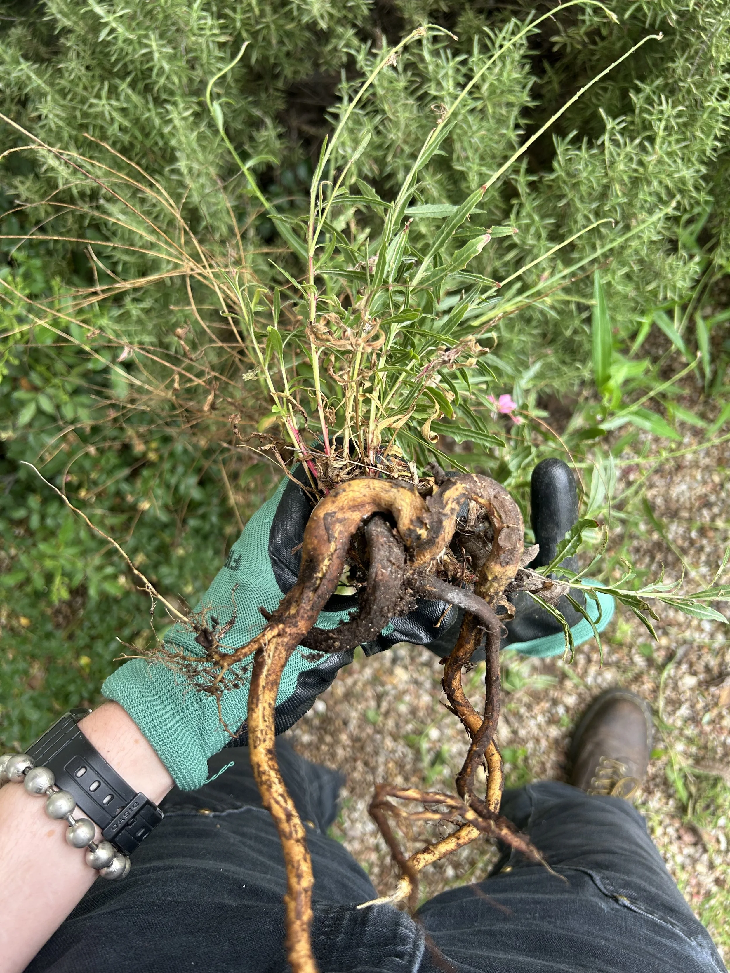root