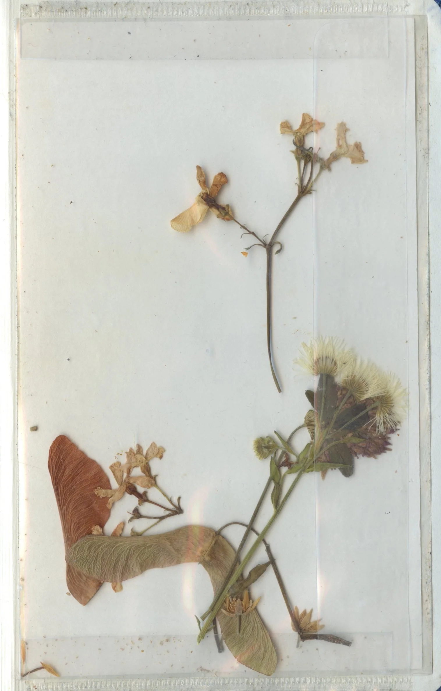 pressed flowers from venice trip summer 2024