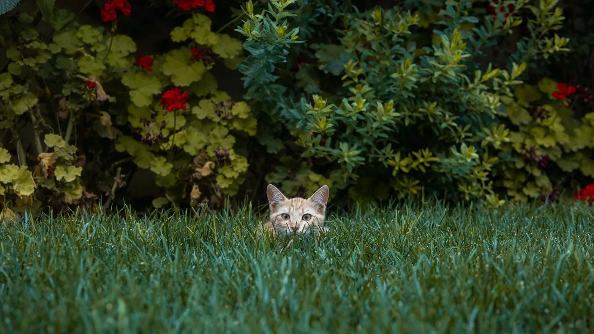 Book_JordanRoyalEmbassyCat-42_1600.jpg