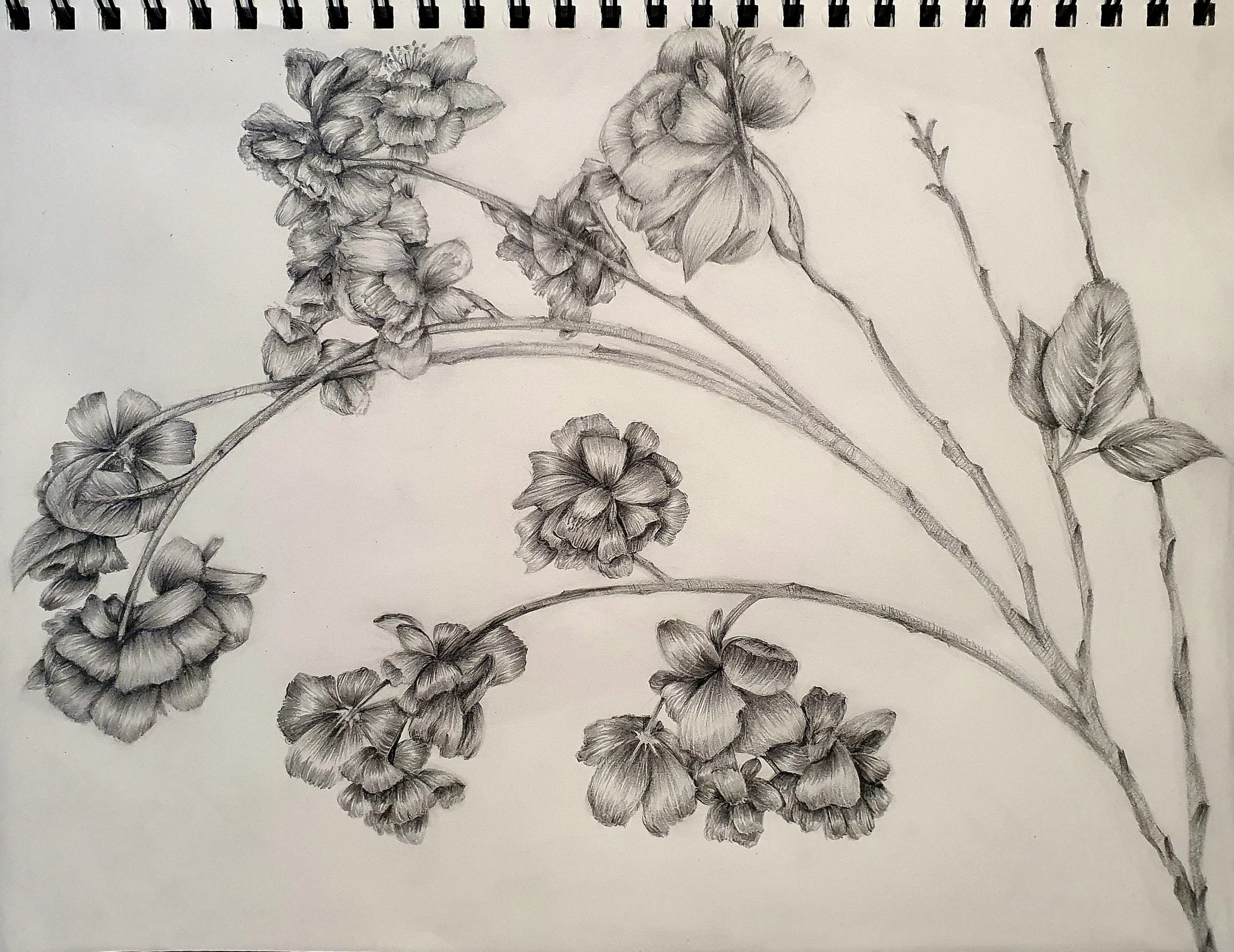 Linear Floral Drawing copy.jpg