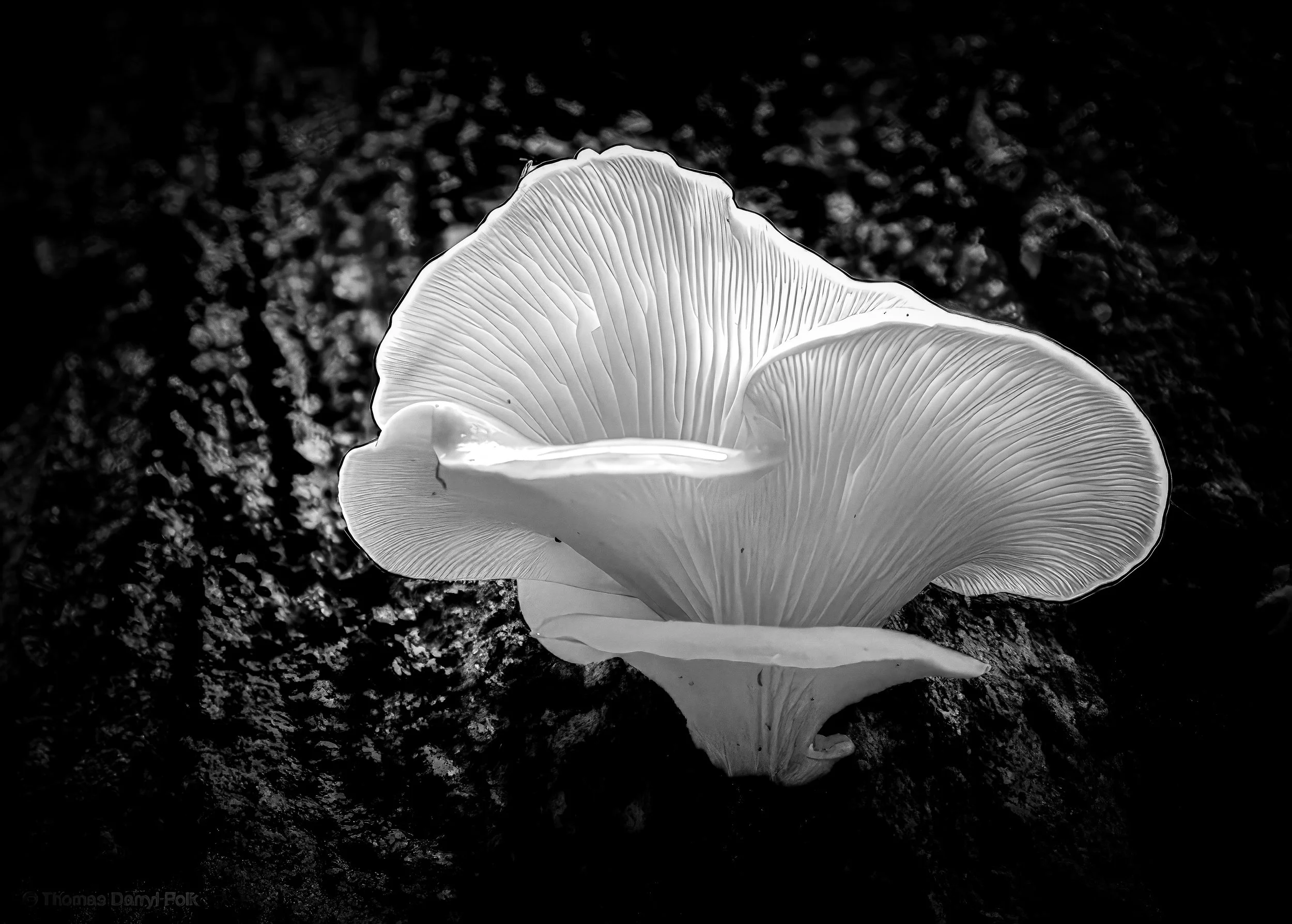 F6203772216_721514e92c_o (1)-gigapixel-gigapixelF.jpg