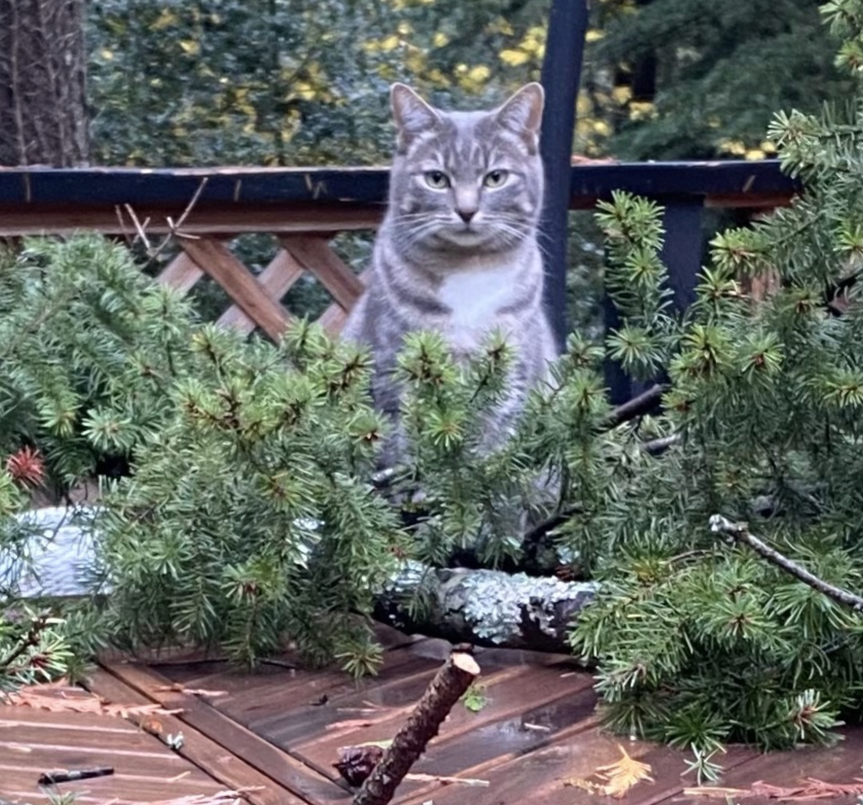 Screenshot 2026-02-10 at 6.20.01 PM.png